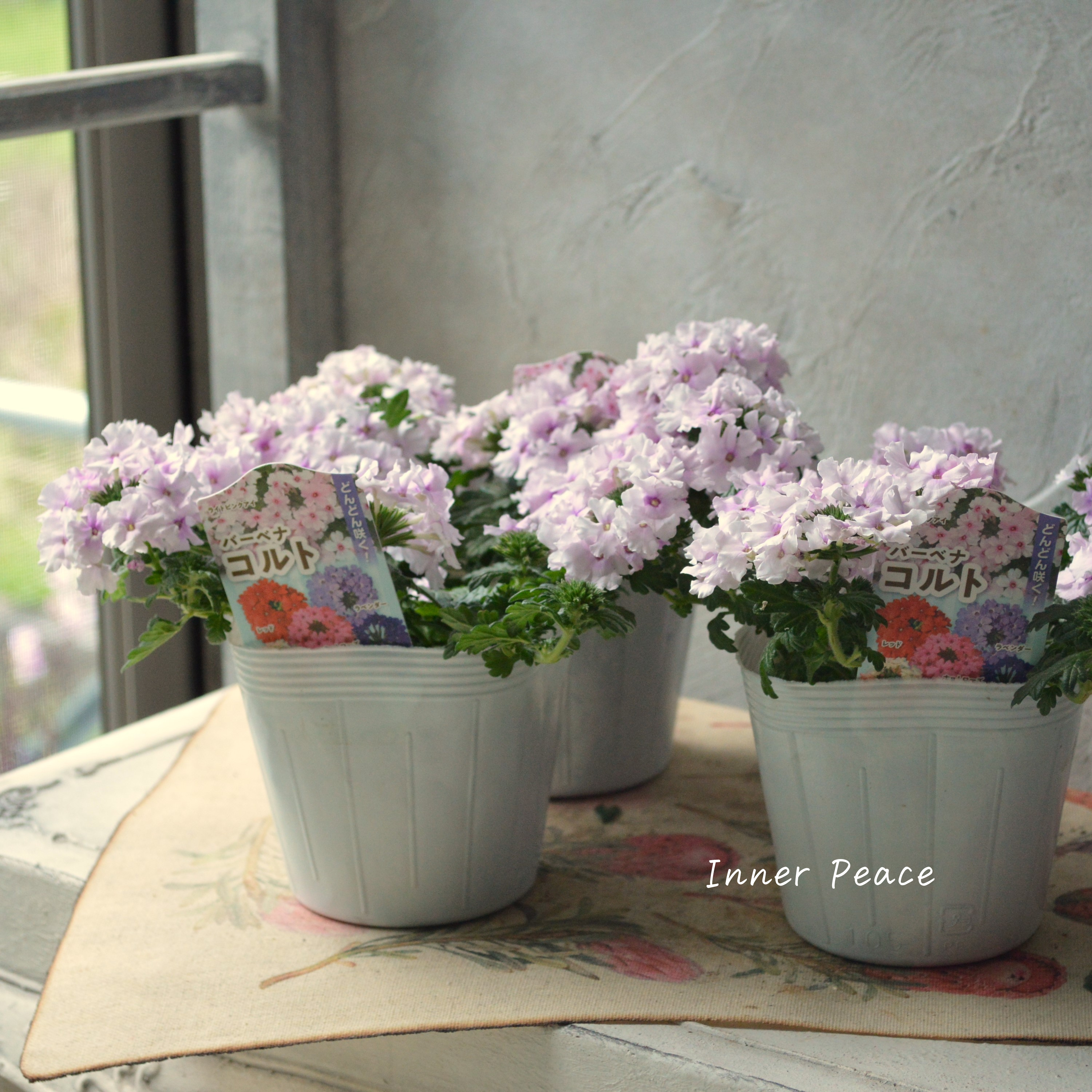 【宿根】 バーベナ 『コルト・ライトピンクアイ』 3.5寸POT