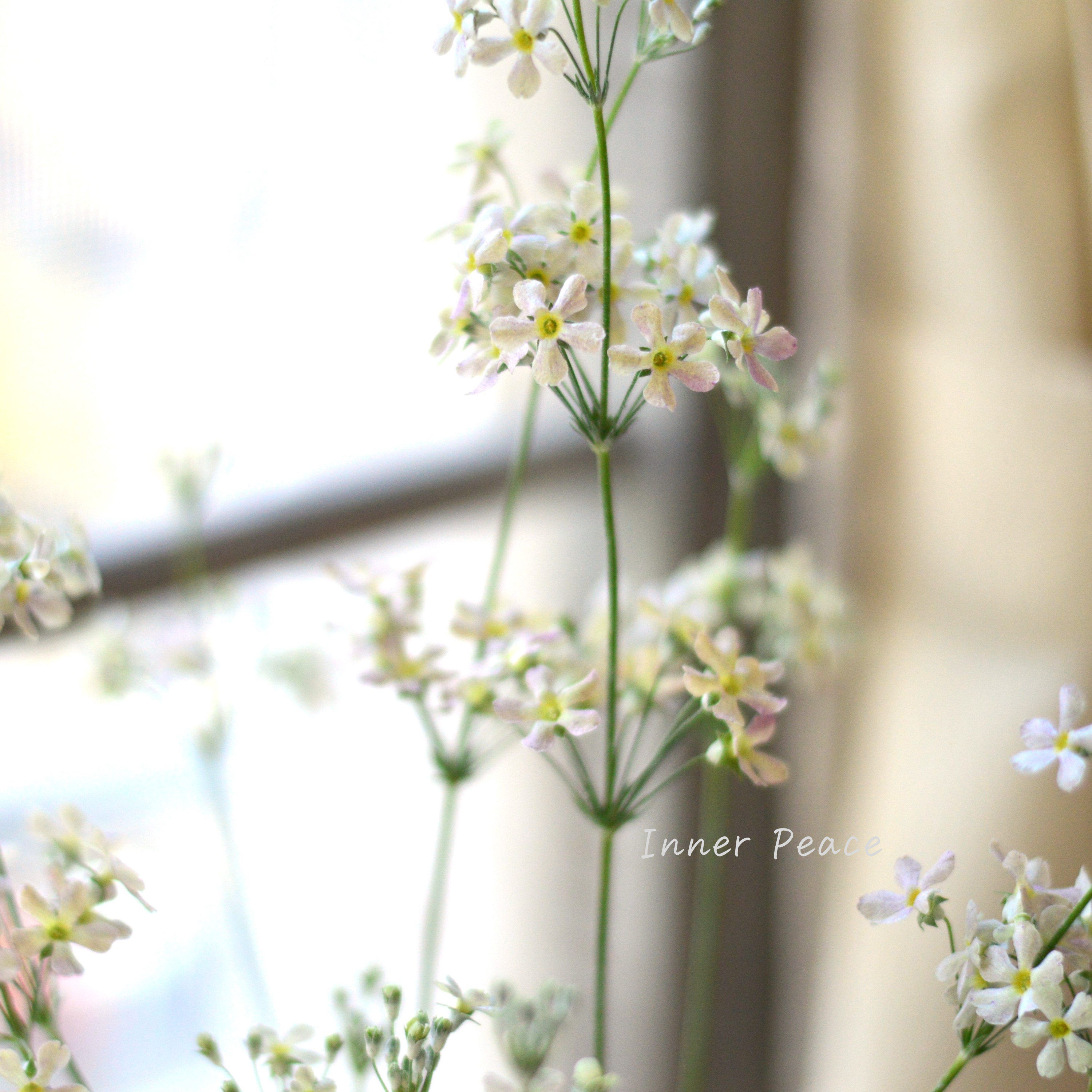 【可憐】 プリムラ マラコイデス 『イーライムニュアンス』 3.5寸POT