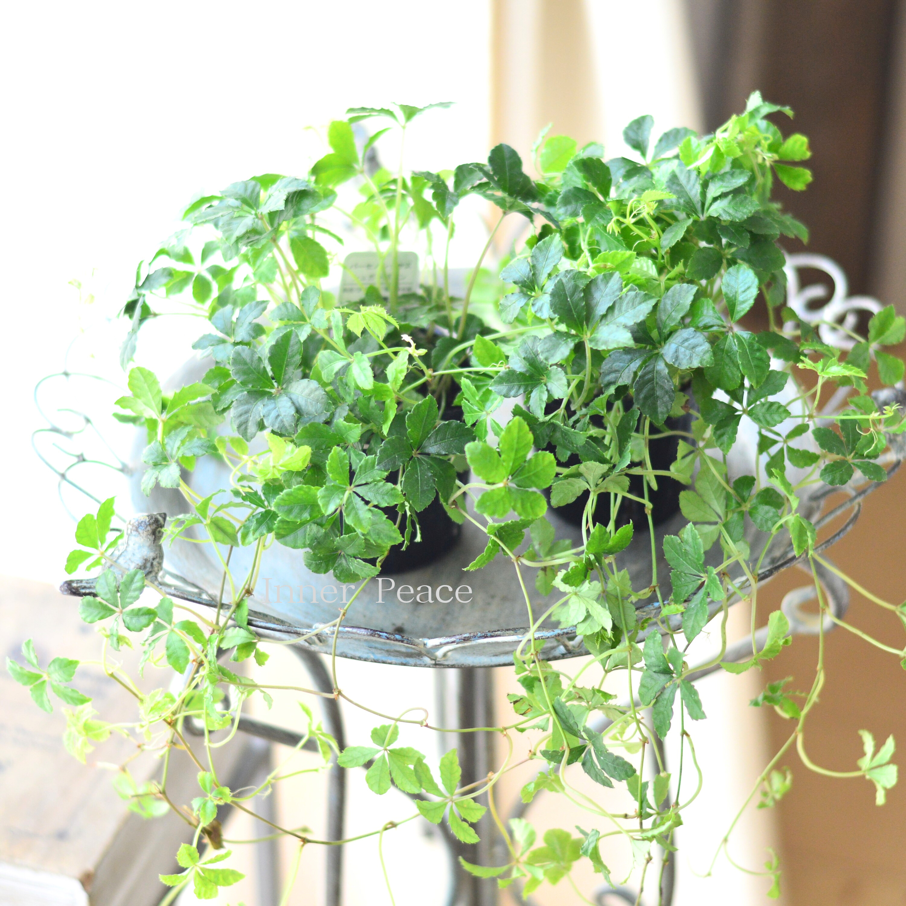 【美しい】 パーセノシッサス 『シュガーバイン』 3寸POT