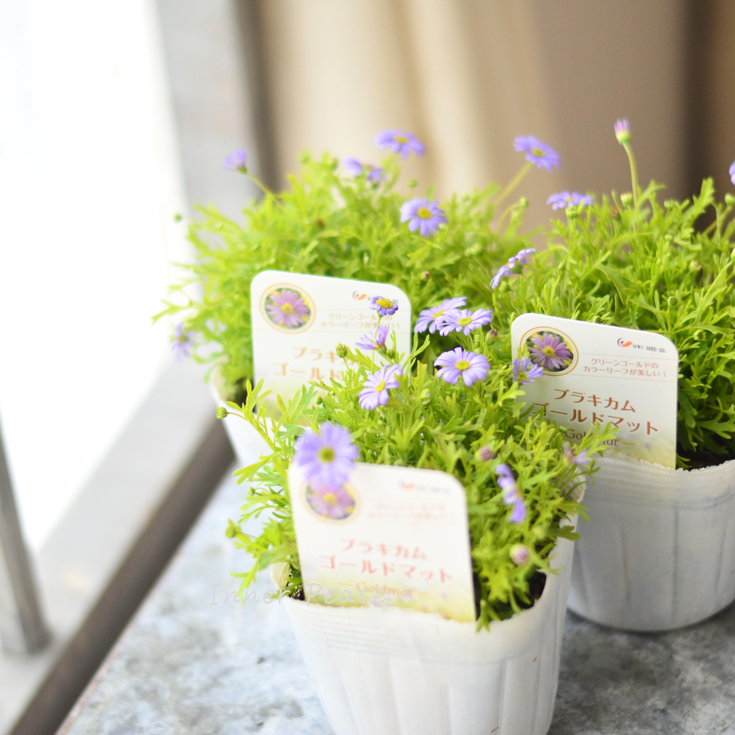 【開花期が長い】 ブラキカム 『ゴールドマット』 3~3.5寸POT