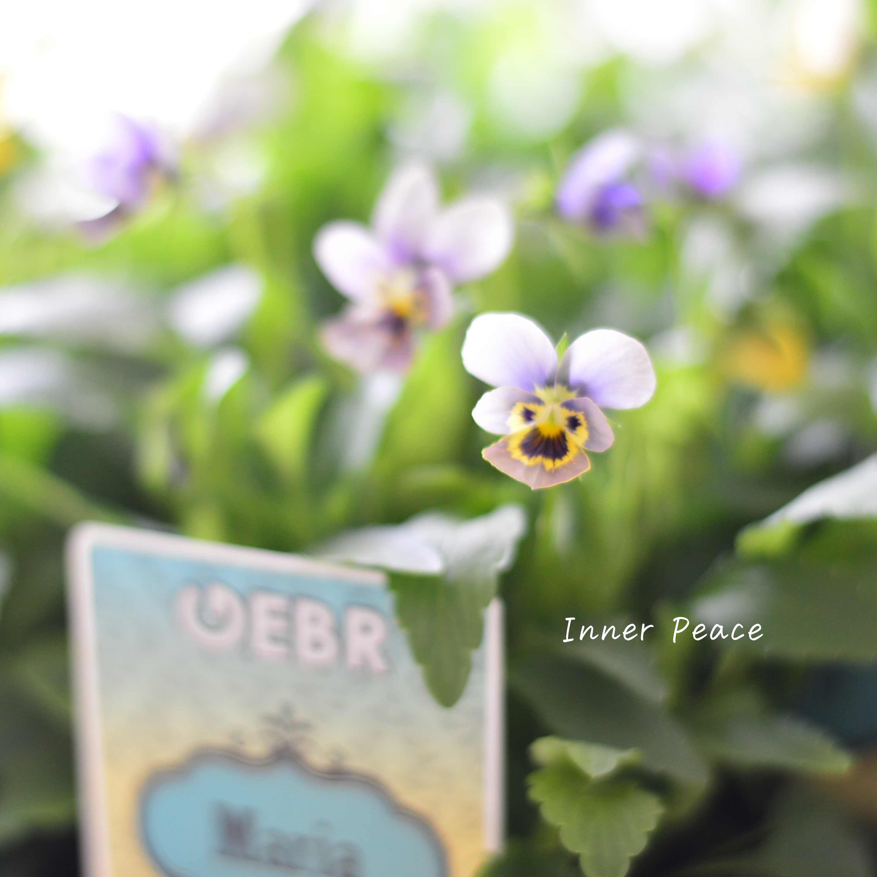 【ゲブラさん】 小輪ビオラ 『マリア』 3.5寸POT