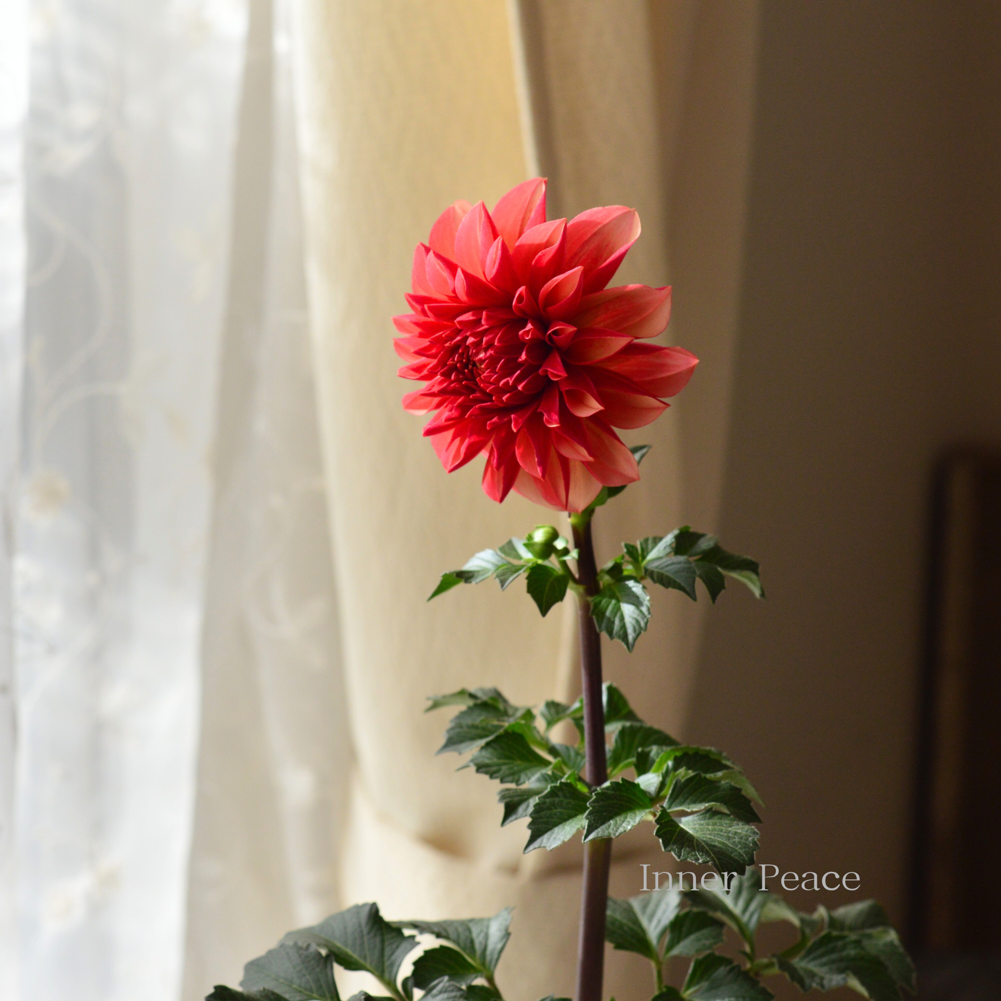 【美しい】ダリア 『ピーチマカロン』 3.5寸ロングPOT