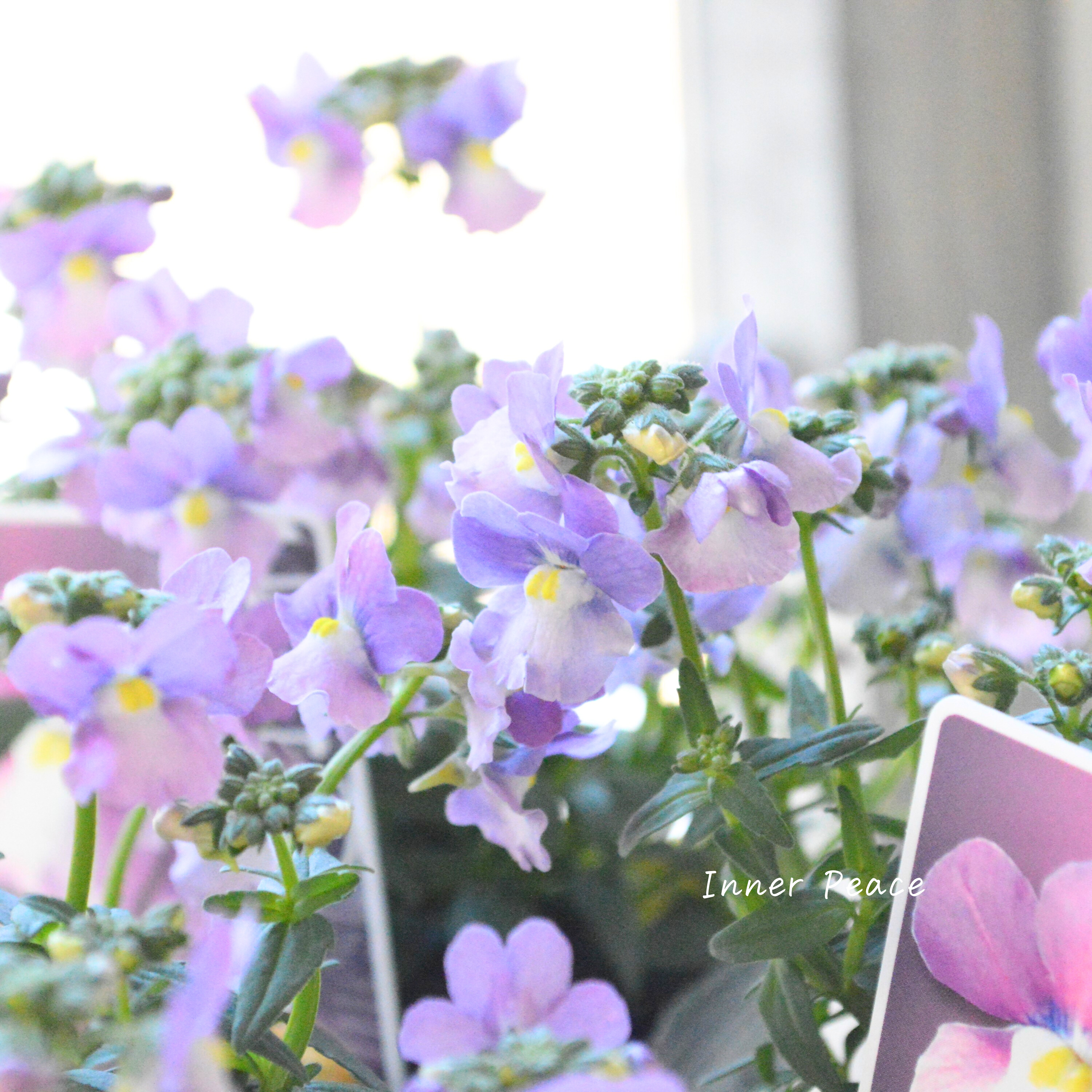 【ゲブラさん】 ネメシア・メーテル 『ミステリックブルー』 3.5寸POT