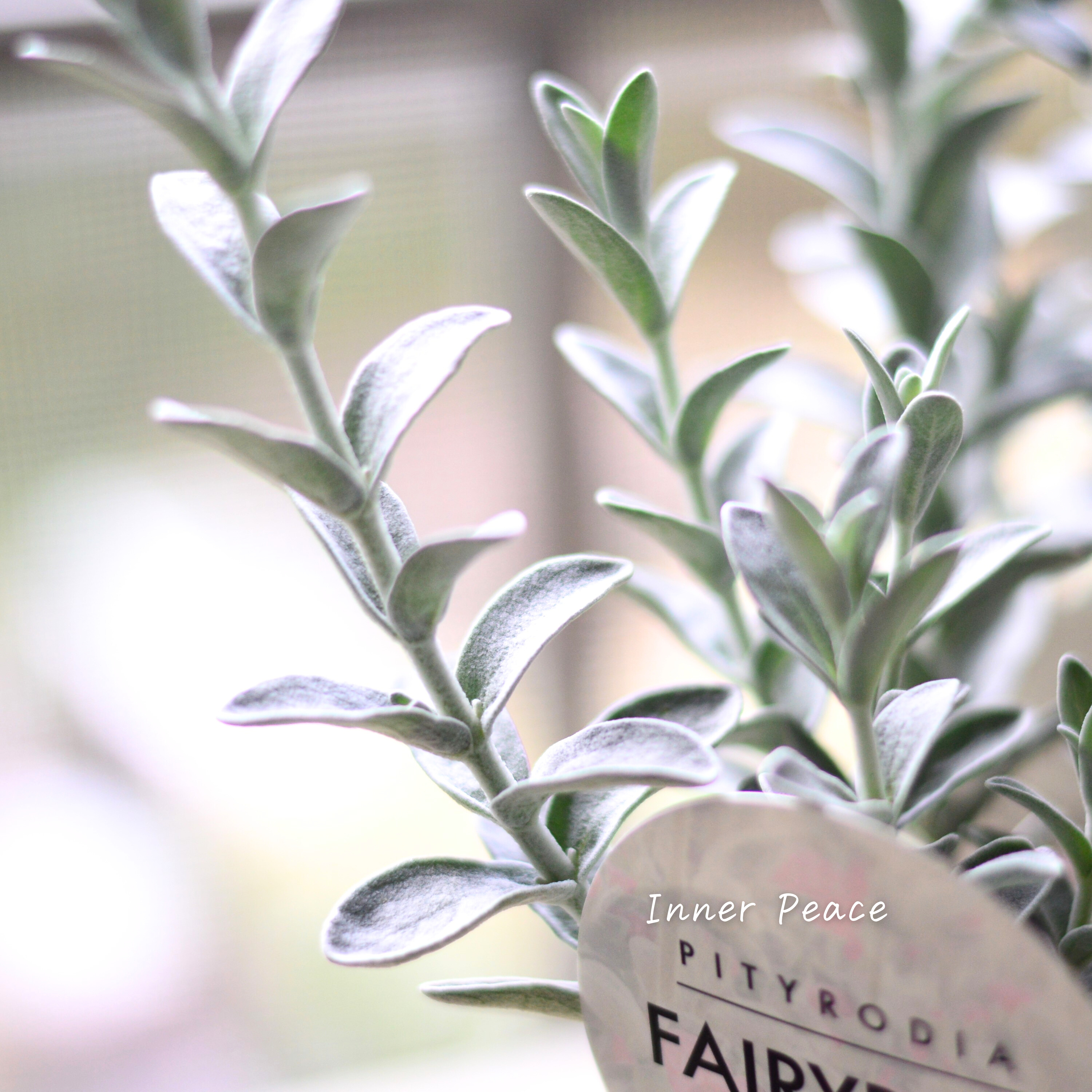 【常緑低木】 ピティロディア 『フェアリーピンク』 3寸POT