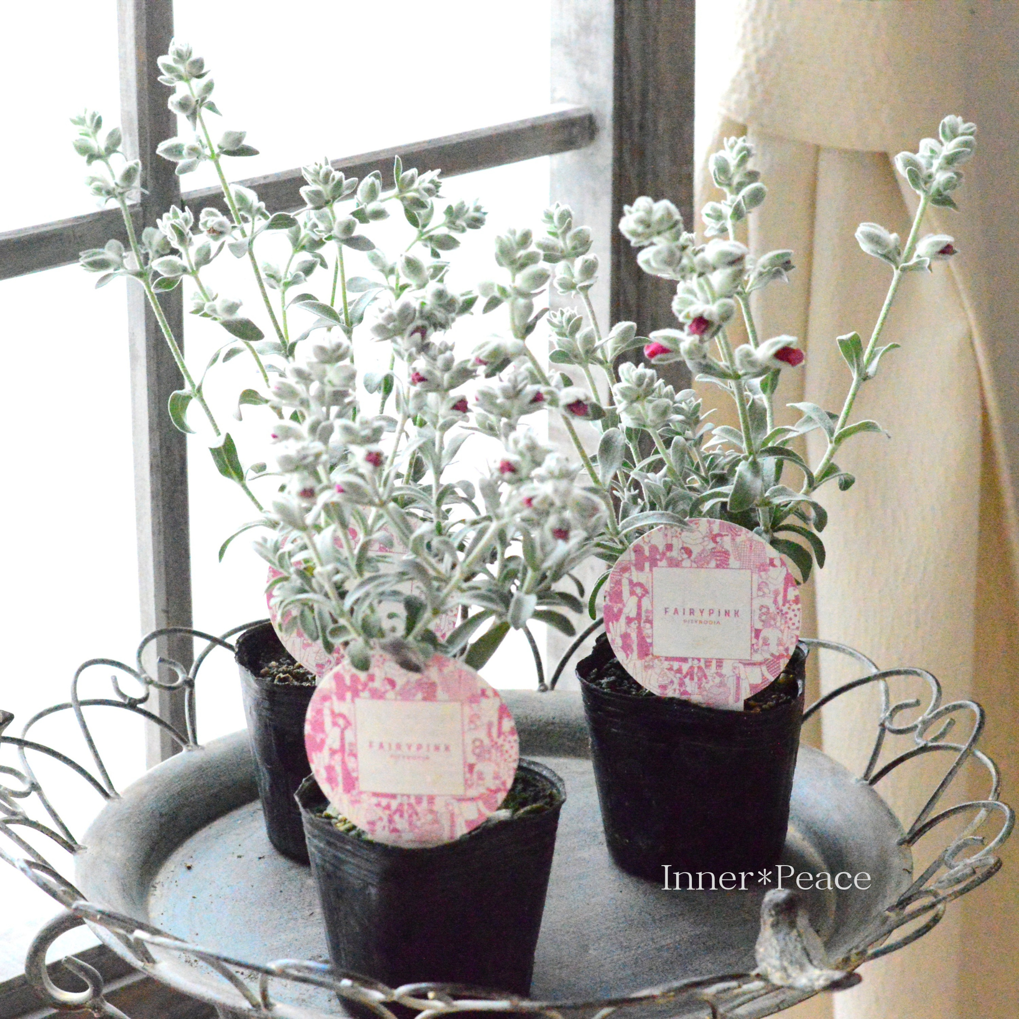 【常緑低木】 ピティロディア 『フェアリーピンク』 3寸POT