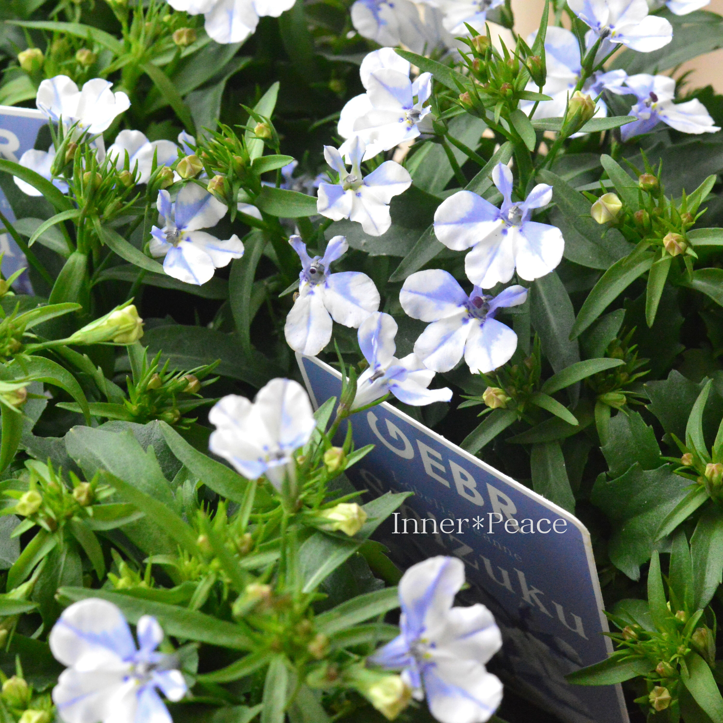 【ゲブラさん】 ロベリア 『シズク』 3.5寸POT