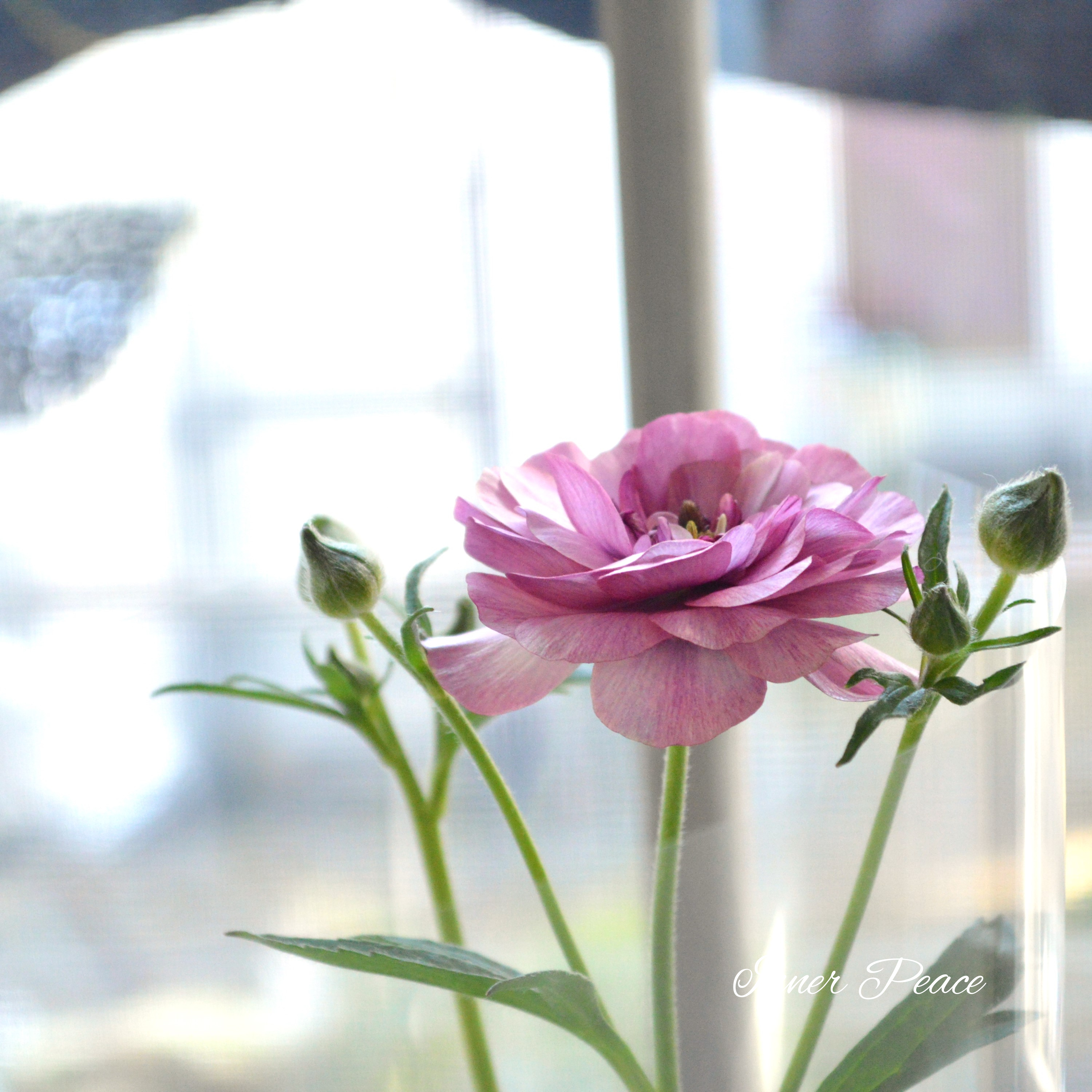 【美しい】 ラナンキュラス・ラックス 『ティーバ』 3.5寸POT