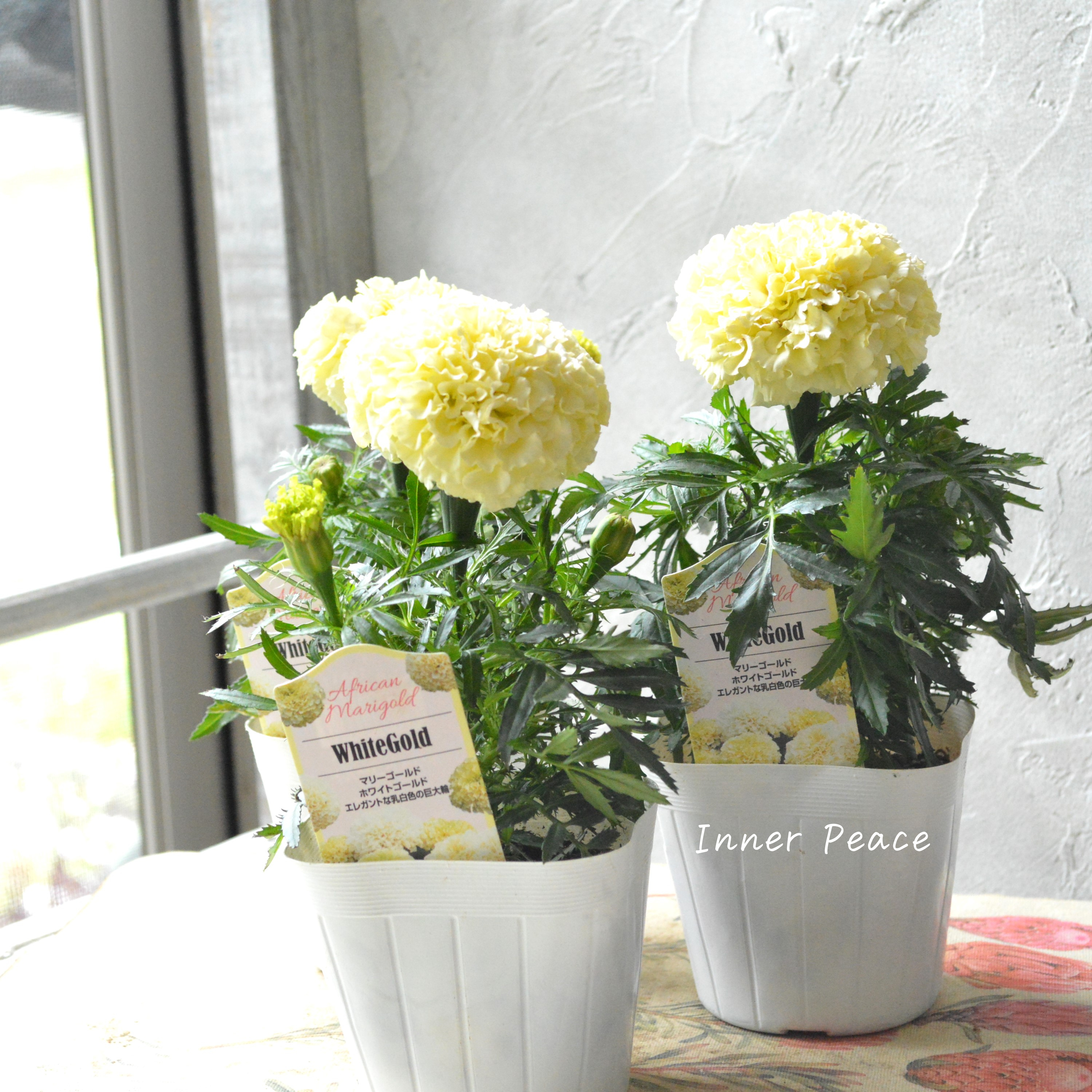 【かわいい】 マリーゴールド 『ホワイトゴールド』 3.5寸POT