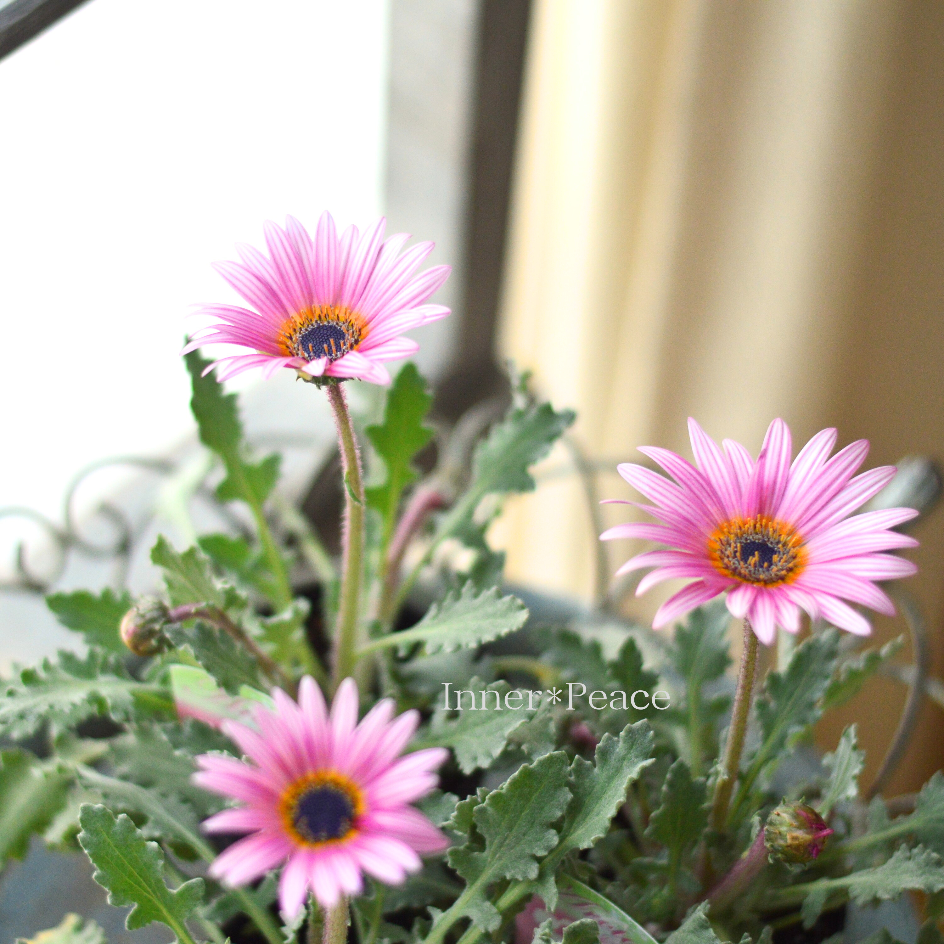 【かわいい】 アークトチス 『プリュネル』 3寸POT