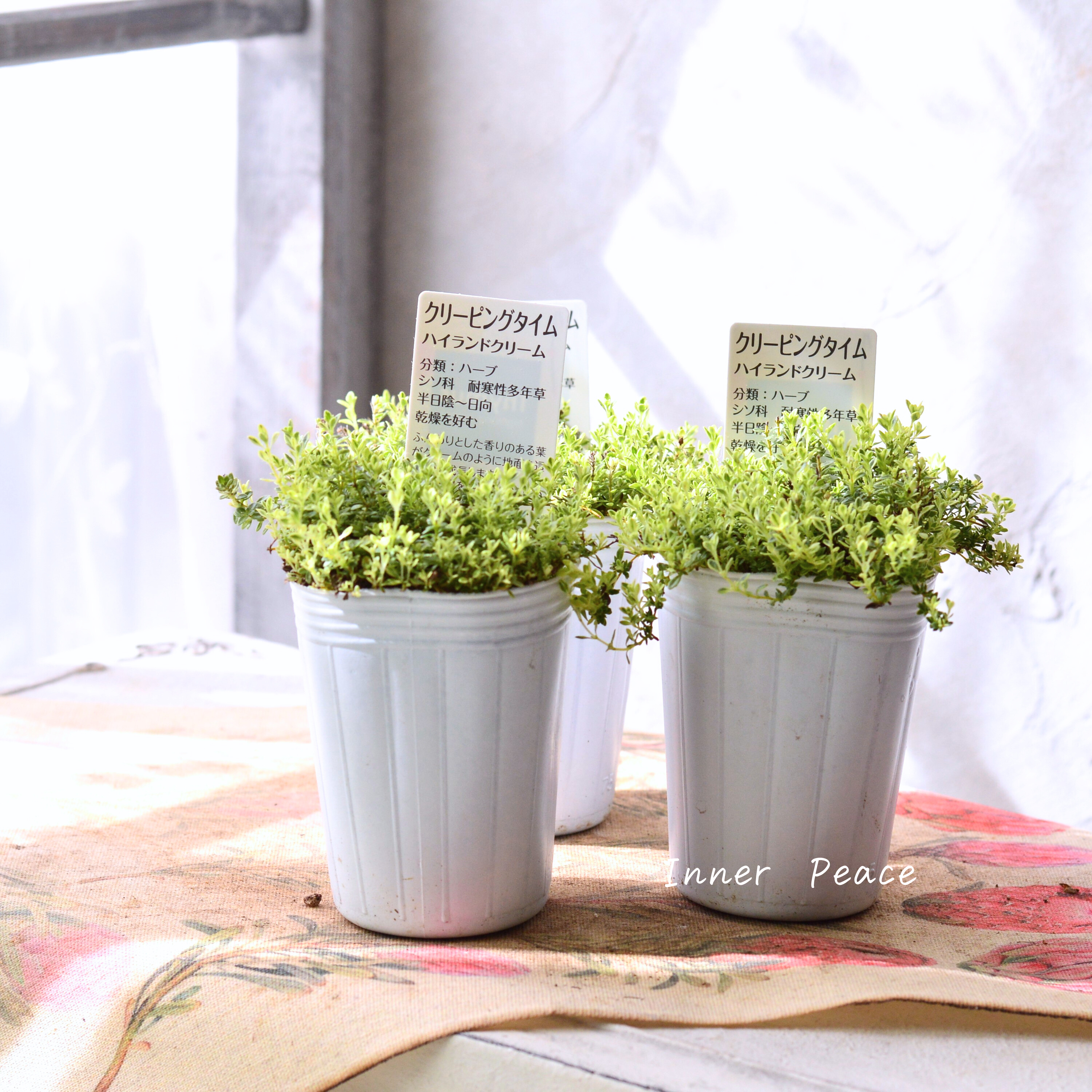 【斑入り】 クリーピングタイム 『ハイランドクリーム』 2.5寸POT