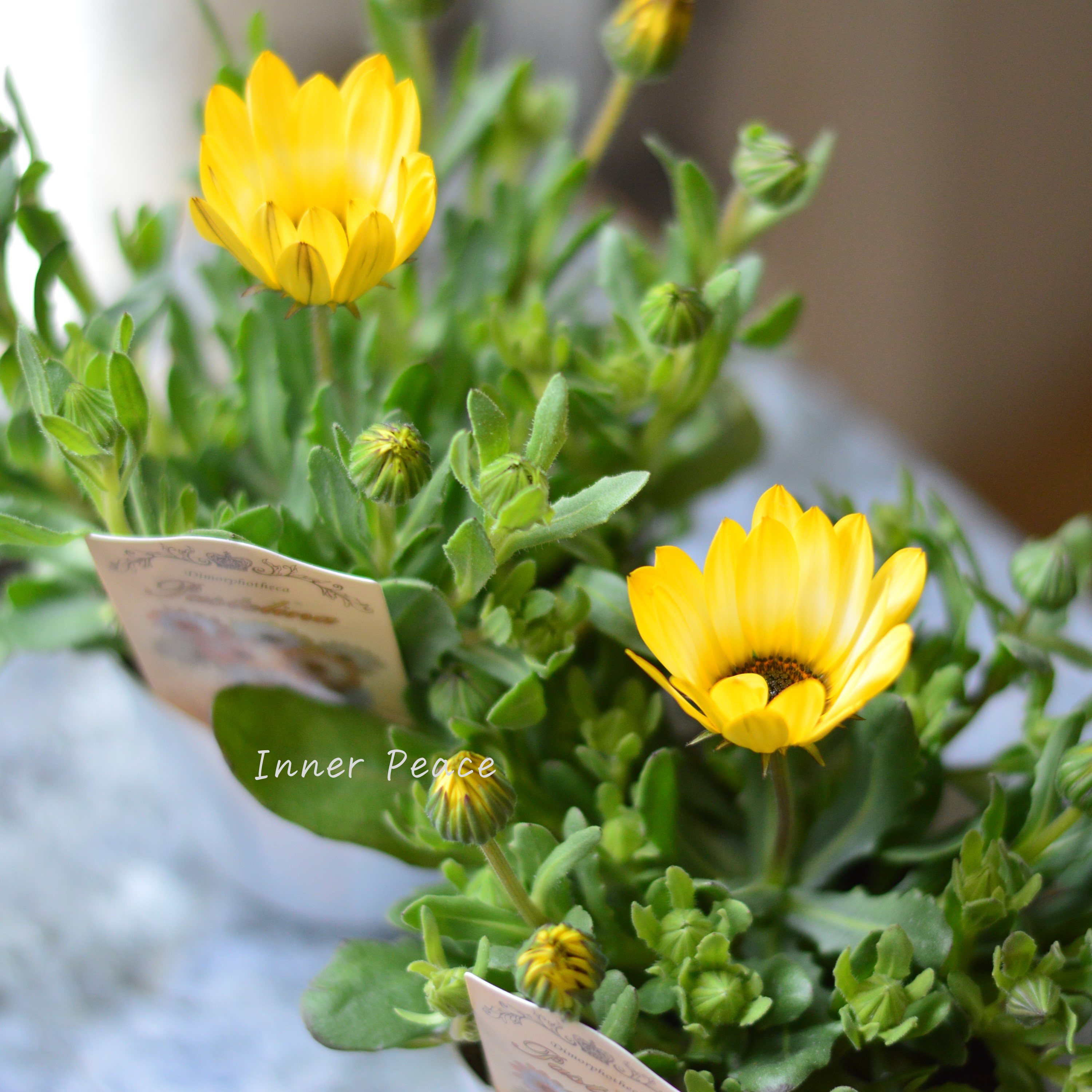 【春色】 ディモルフォセカ 『パステリーナ・イエロー系』 2.5寸POT