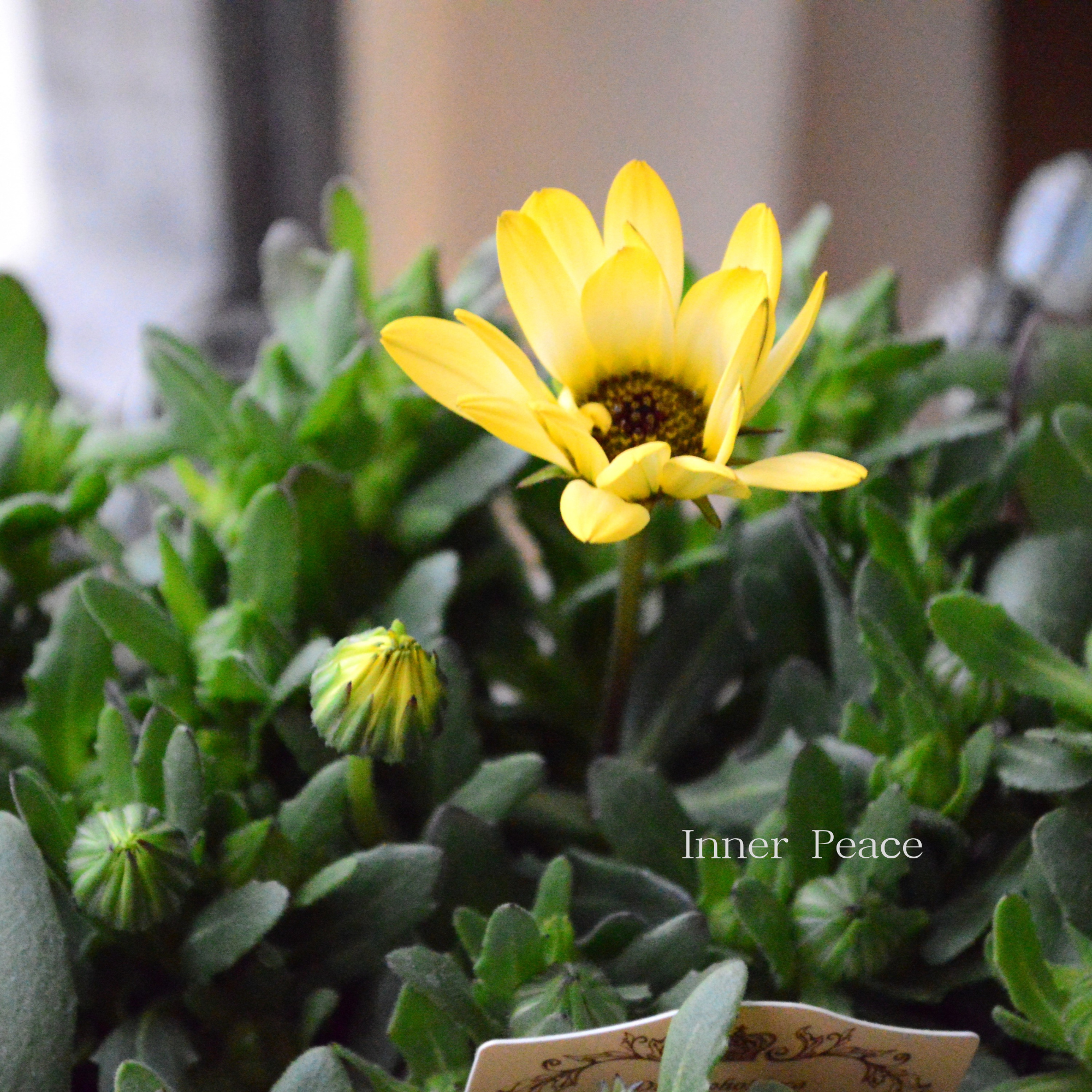 【春色】 ディモルフォセカ 『パステリーナ・イエロー系』 3.5寸POT