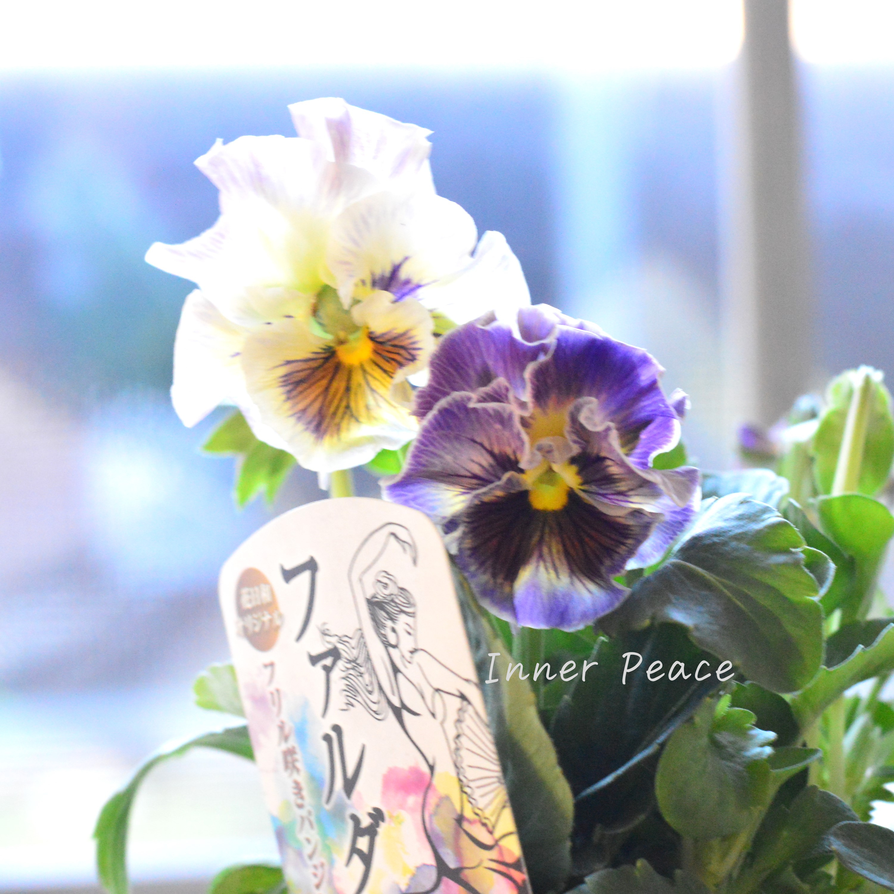 【花日和さんオリジナル】 フリル咲きパンジー 『ファルダ』 3.5寸POT