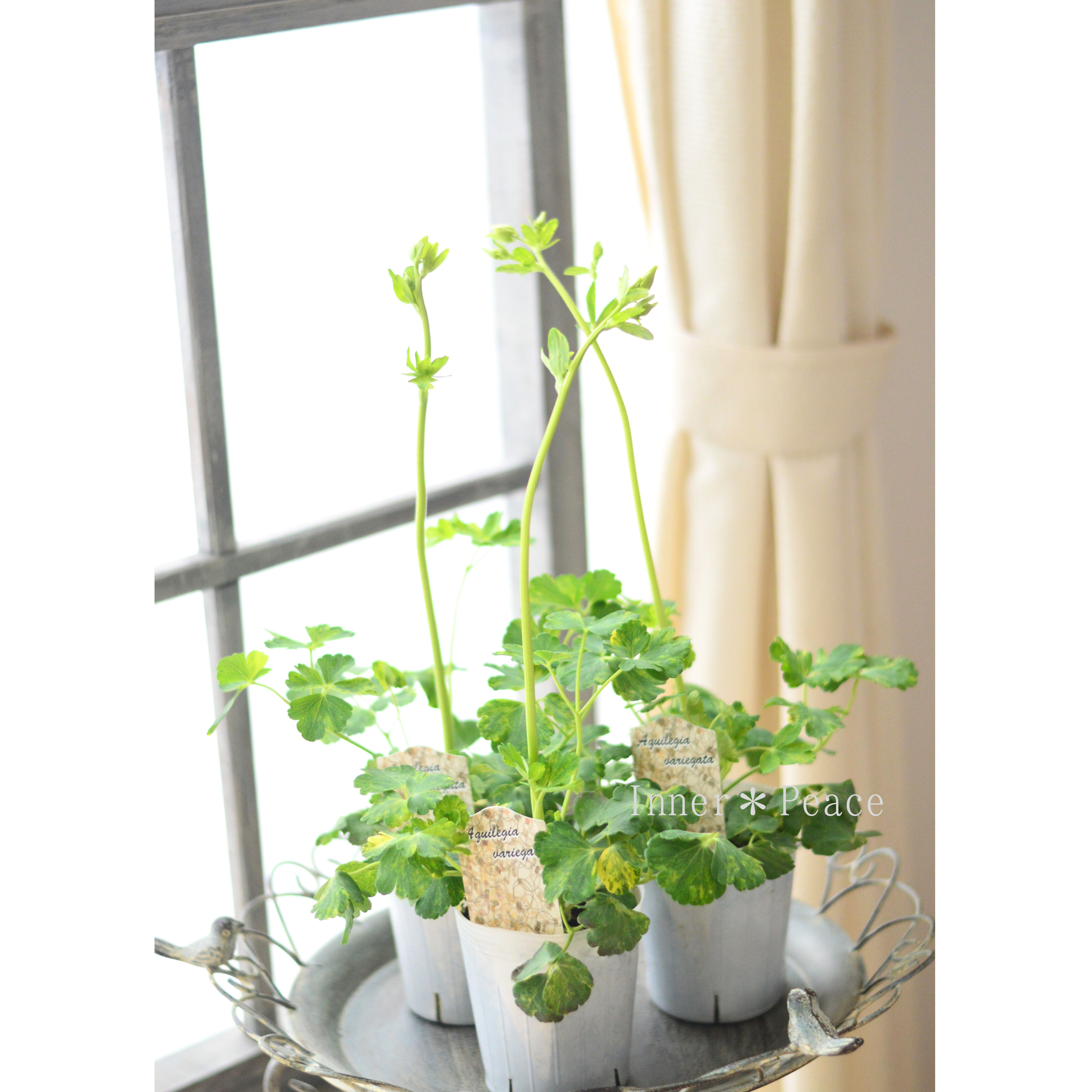 【松原園芸さん】 斑入りオダマキ 『白花』 3寸ロングPOT