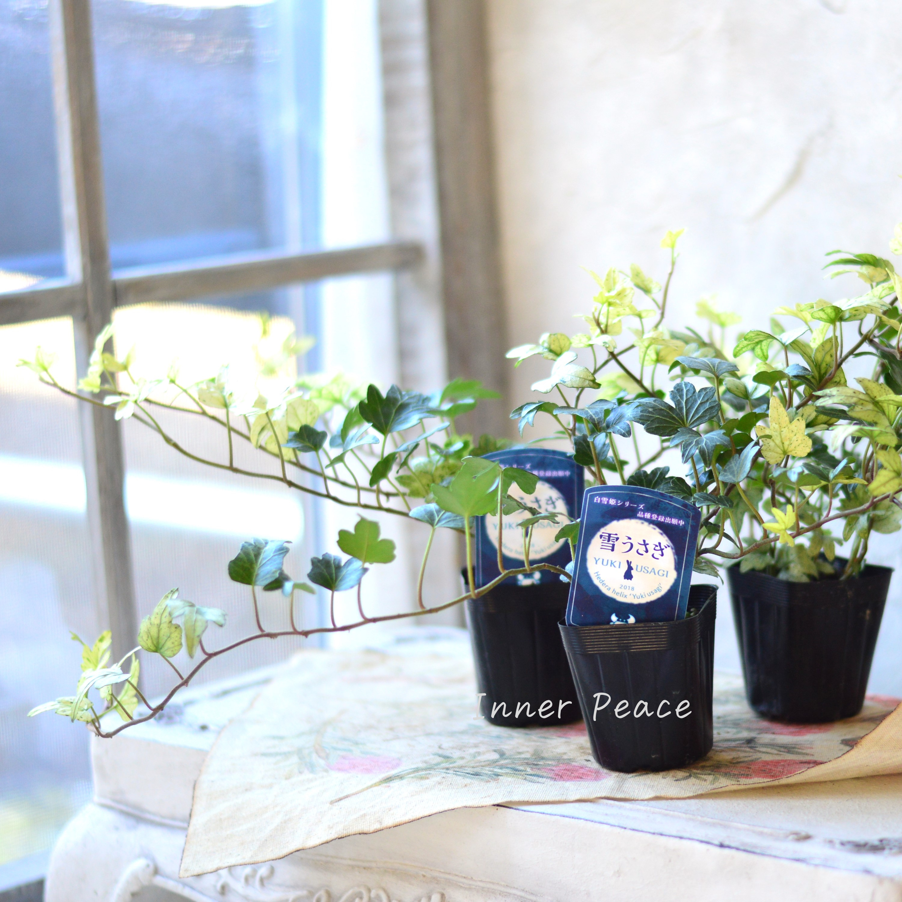 【希少】 ヘデラ 『雪うさぎ』 2.5寸~3寸POT