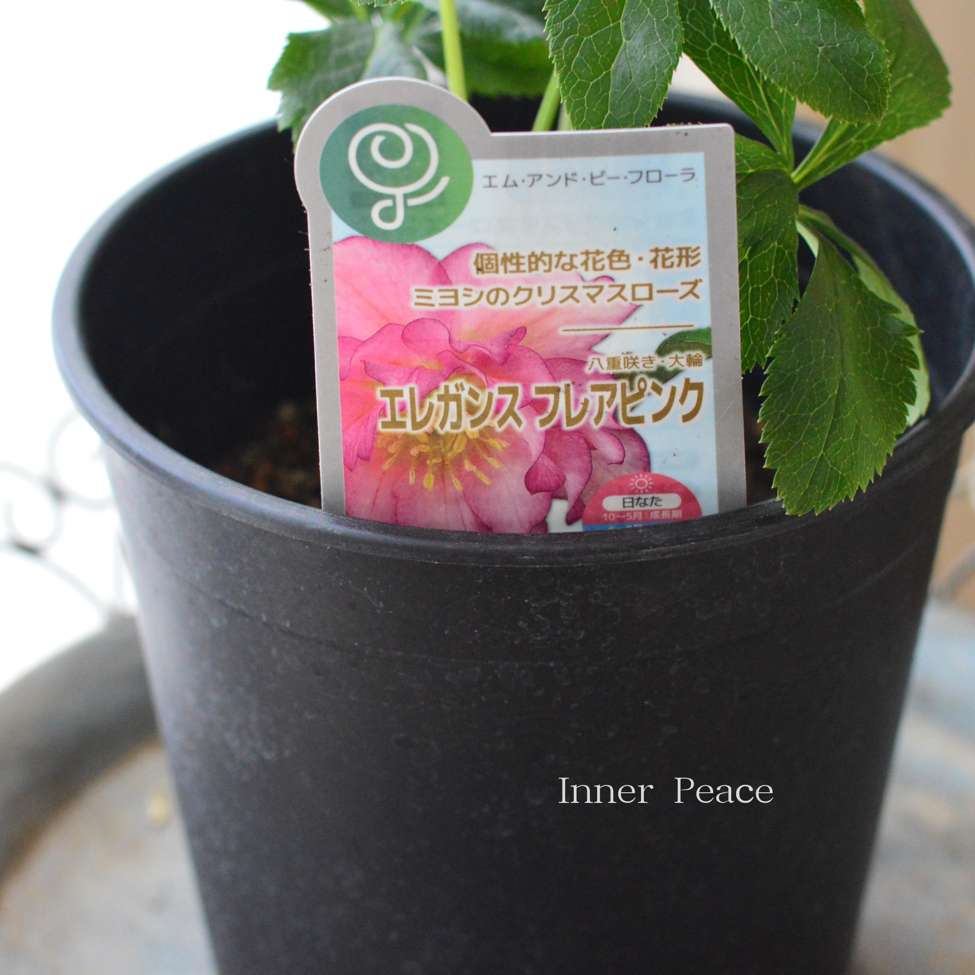 【ミヨシ】 クリスマスローズ 『エレガンスフレアピンク』 6号鉢