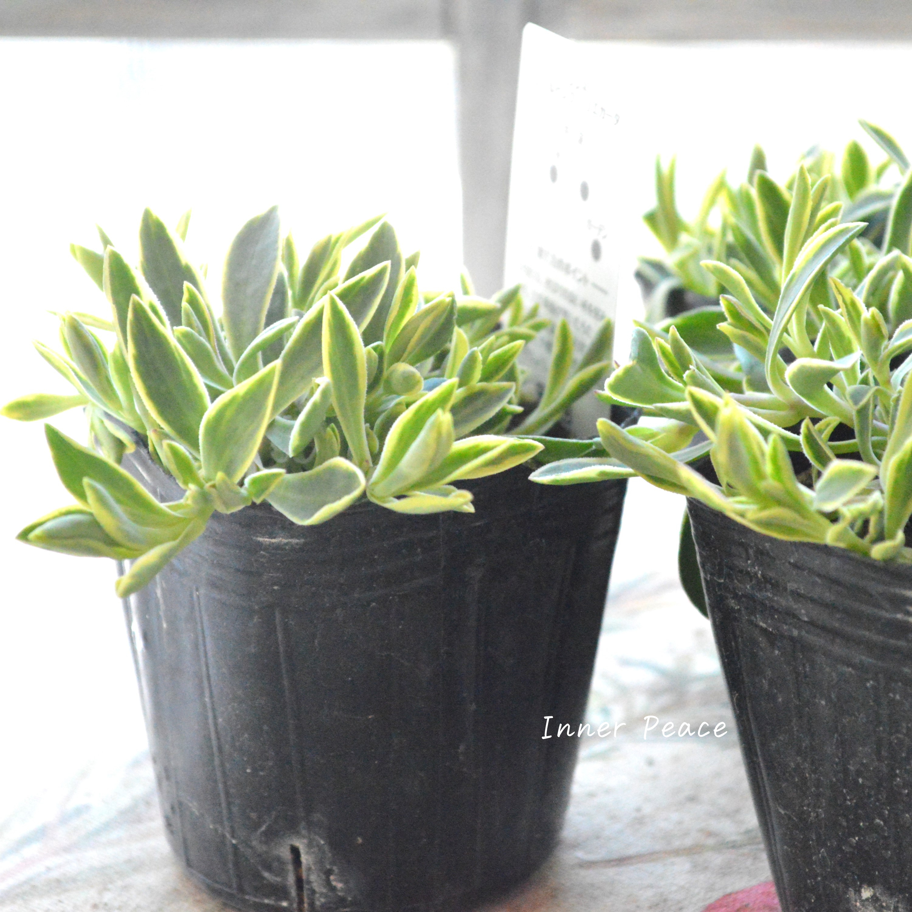 【斑入り】 シレネ ユニフローラ 『シェルピンク・バリエガータ』 3寸POT