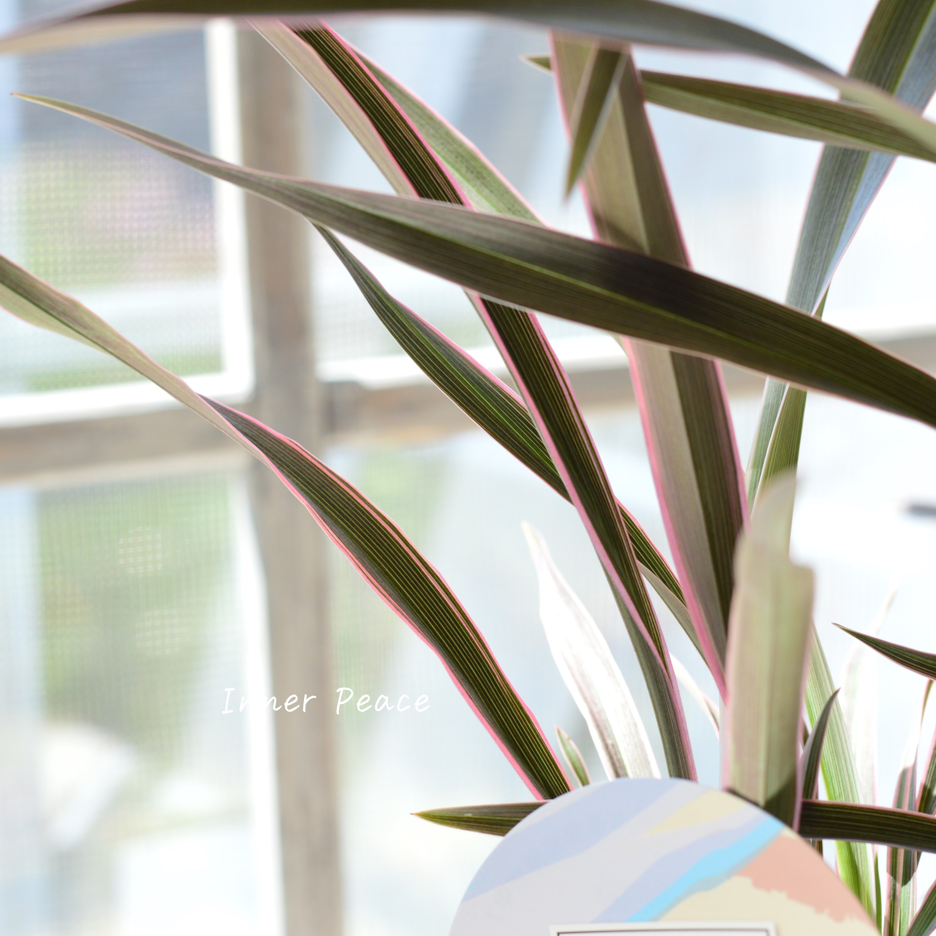 【人気】 ニューサイラン 『ピンクストライプ』 3寸ロングPOT