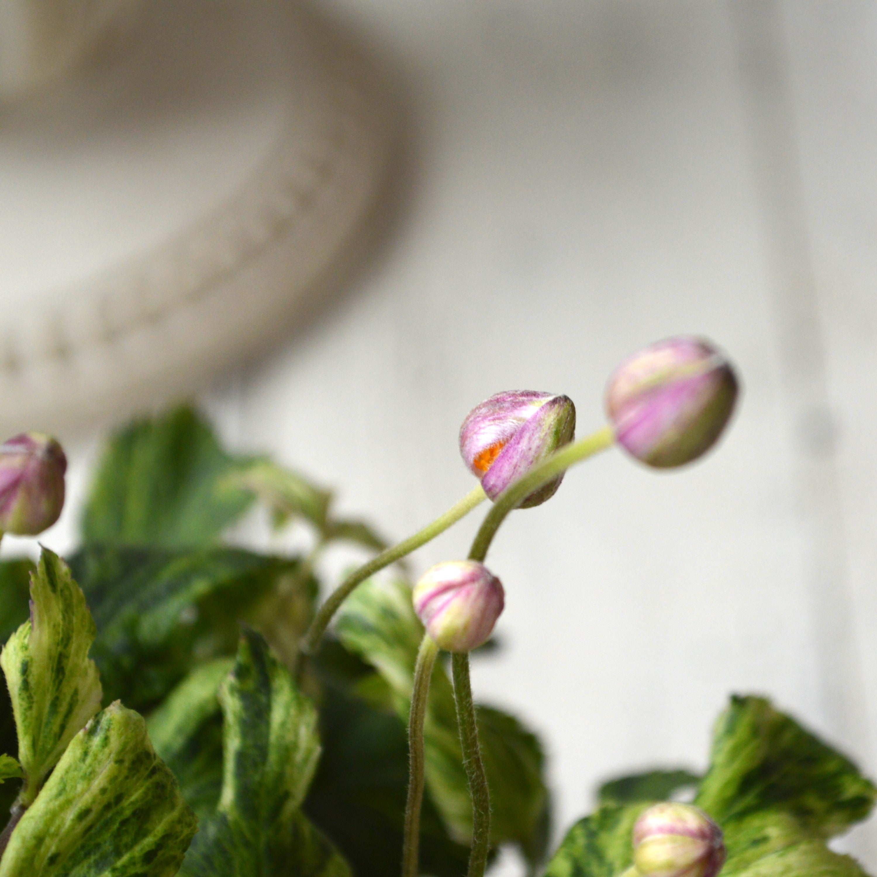 【斑入り】 シュウメイギク 『初音~はつね~』 3.5寸POT