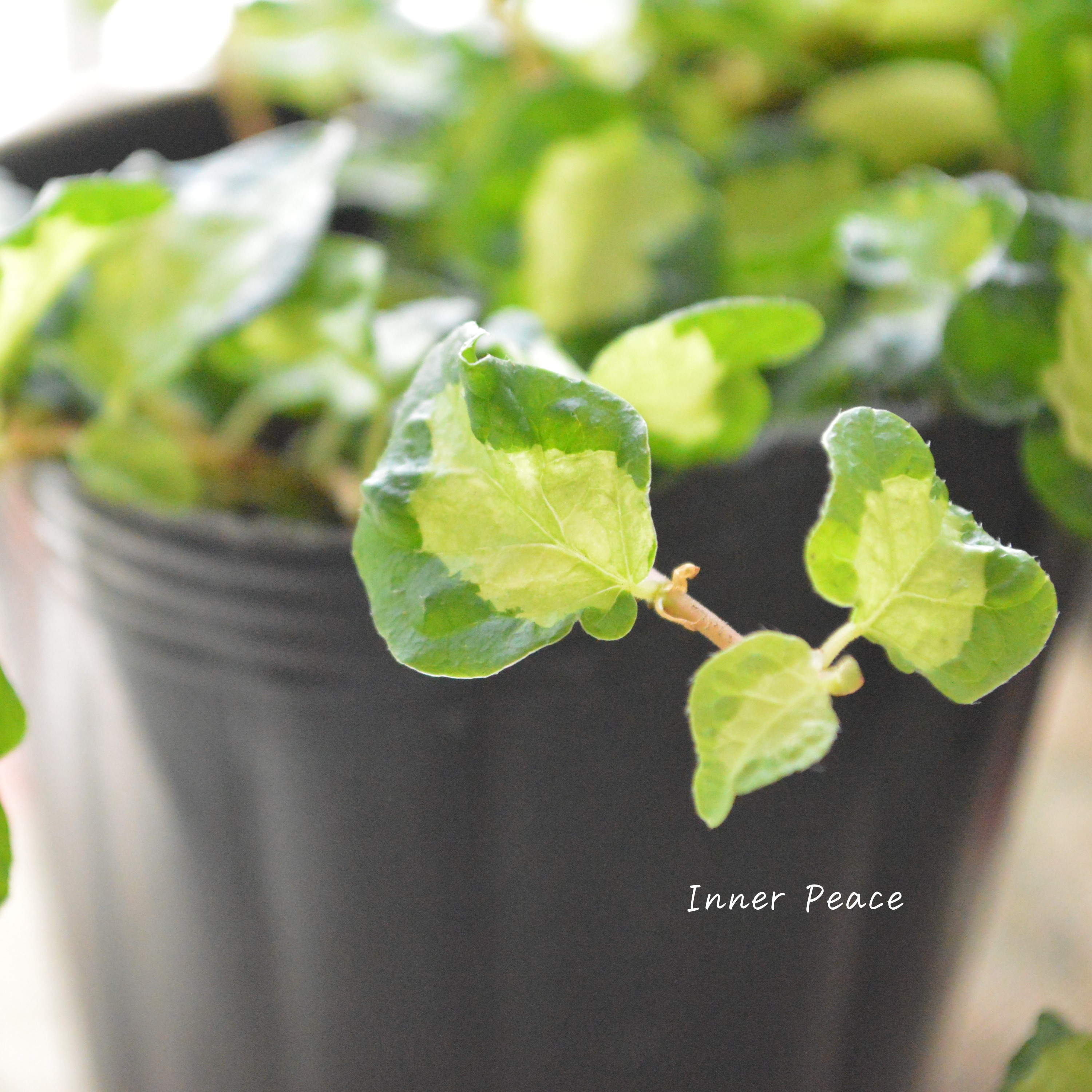 【斑入り】 フィカス プミラ 『月夜の光』 3寸POT