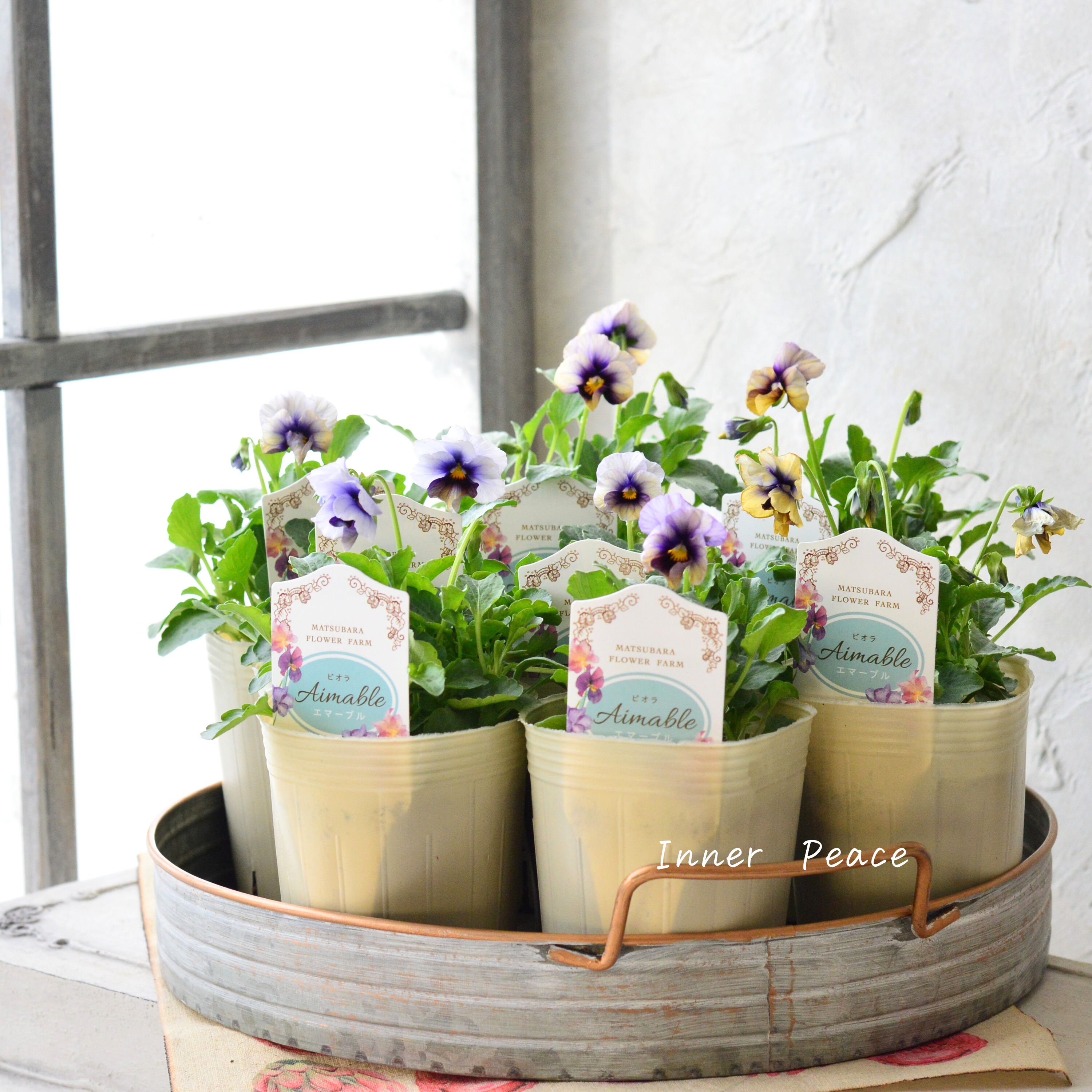 【マツバラフラワーファームさん】 ビオラ 『エマーブル・ムーンライト』 3寸ロングPOT