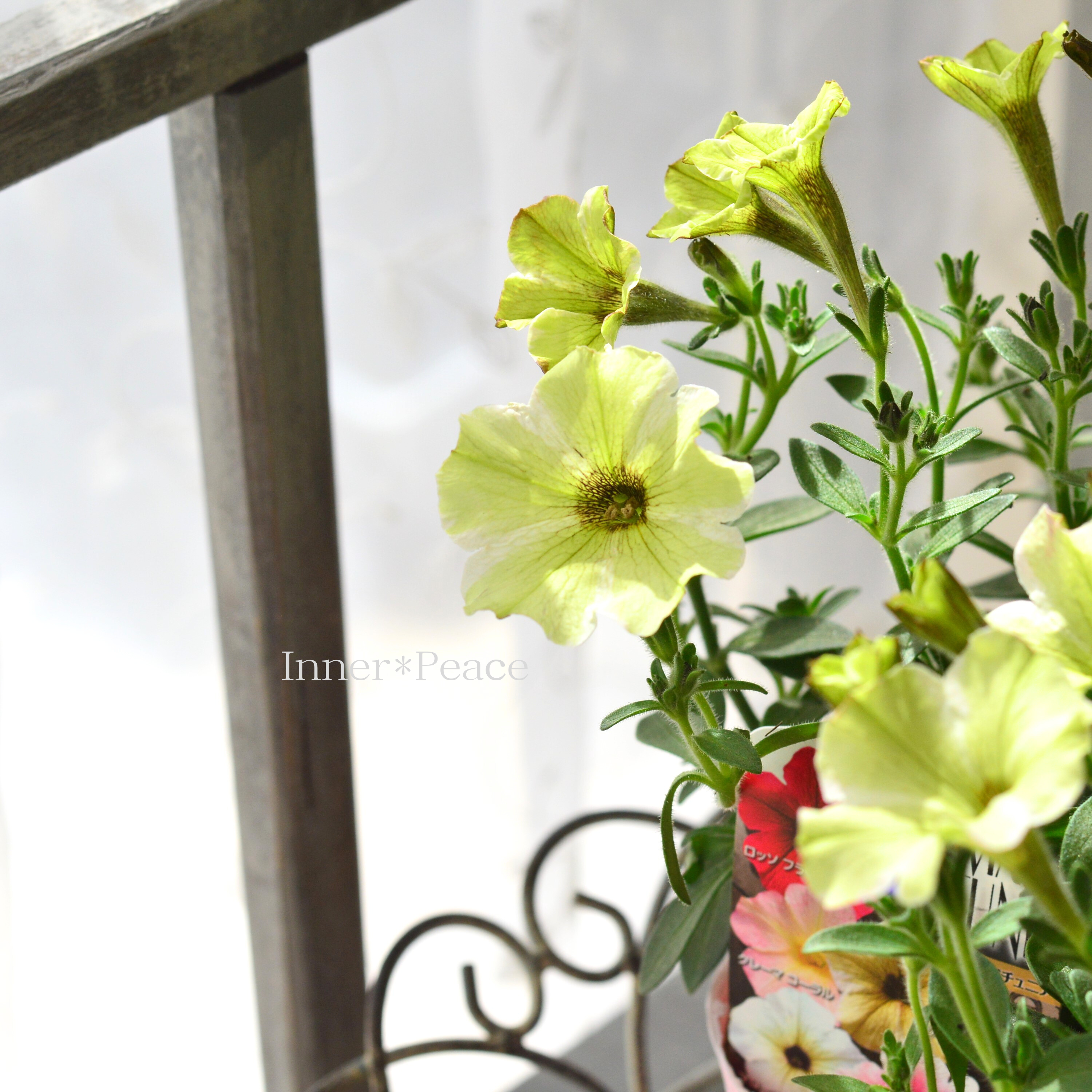 【桂楓園さんオリジナル】 ペチュニア 『ローマンペチュニア・ジャッロマローネ』 3.5寸POT