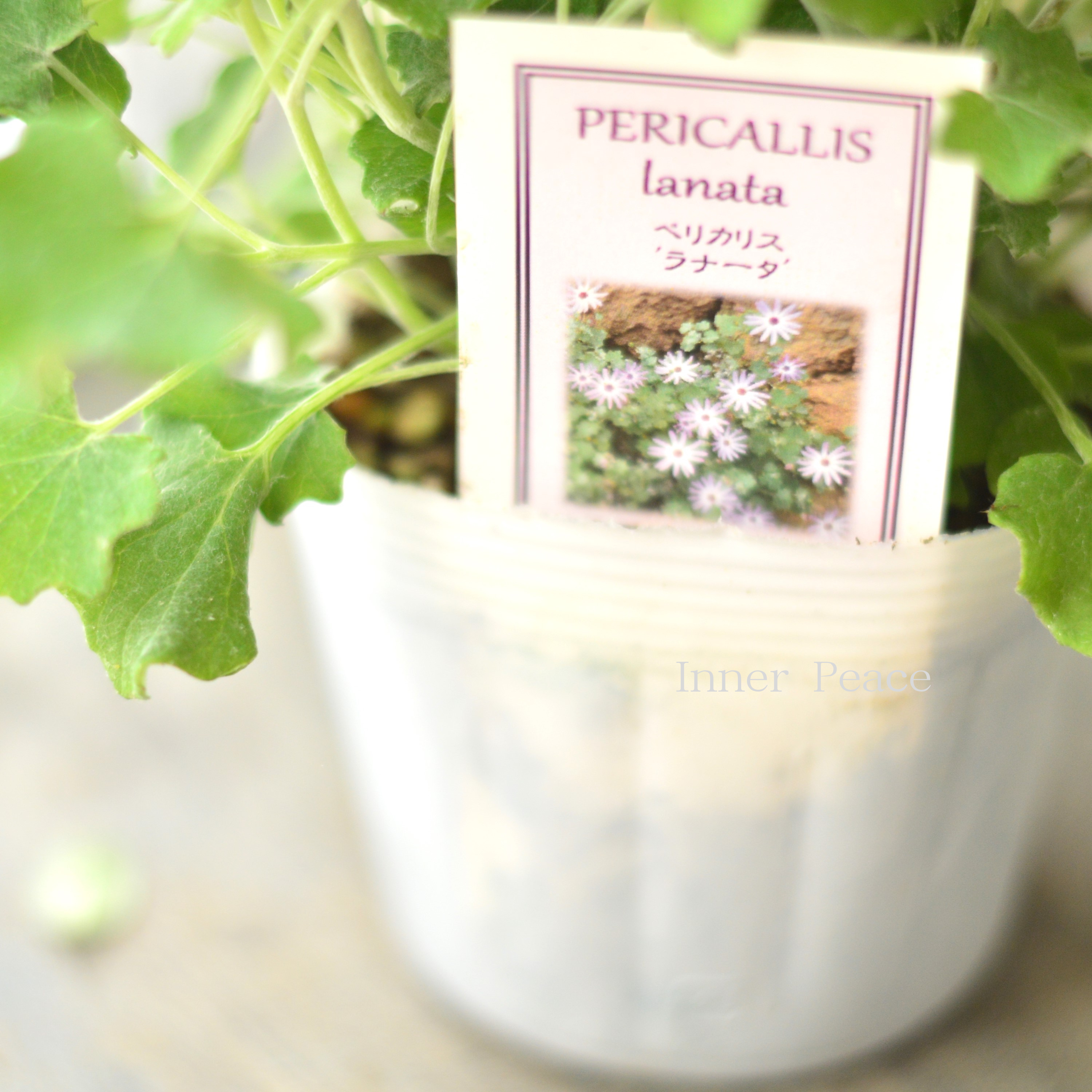 【美しい】 ペリカリス 『ラナータ』 3.5寸POT