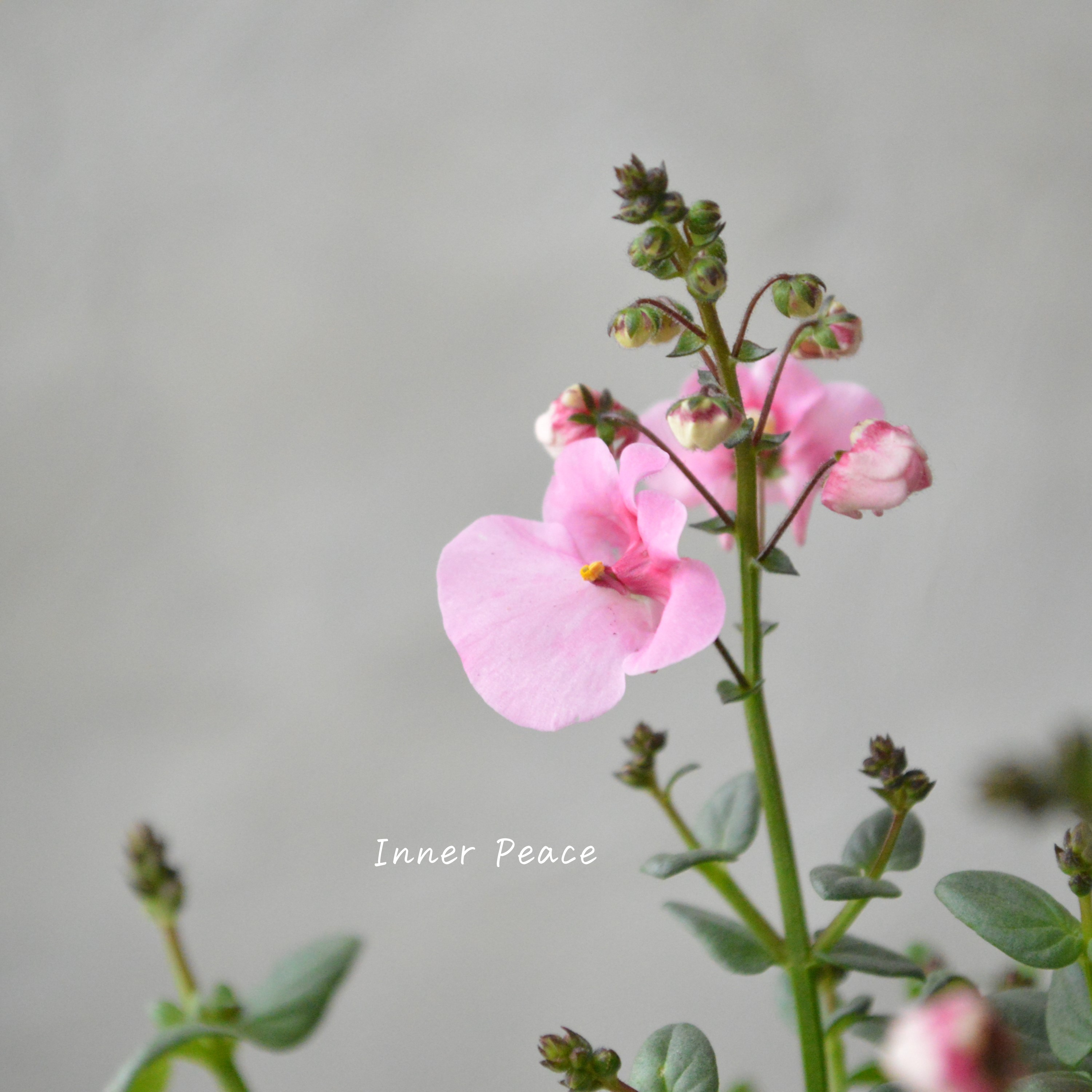 【かわいい】 ディアスシア 『ライトピンク』 3.5寸POT