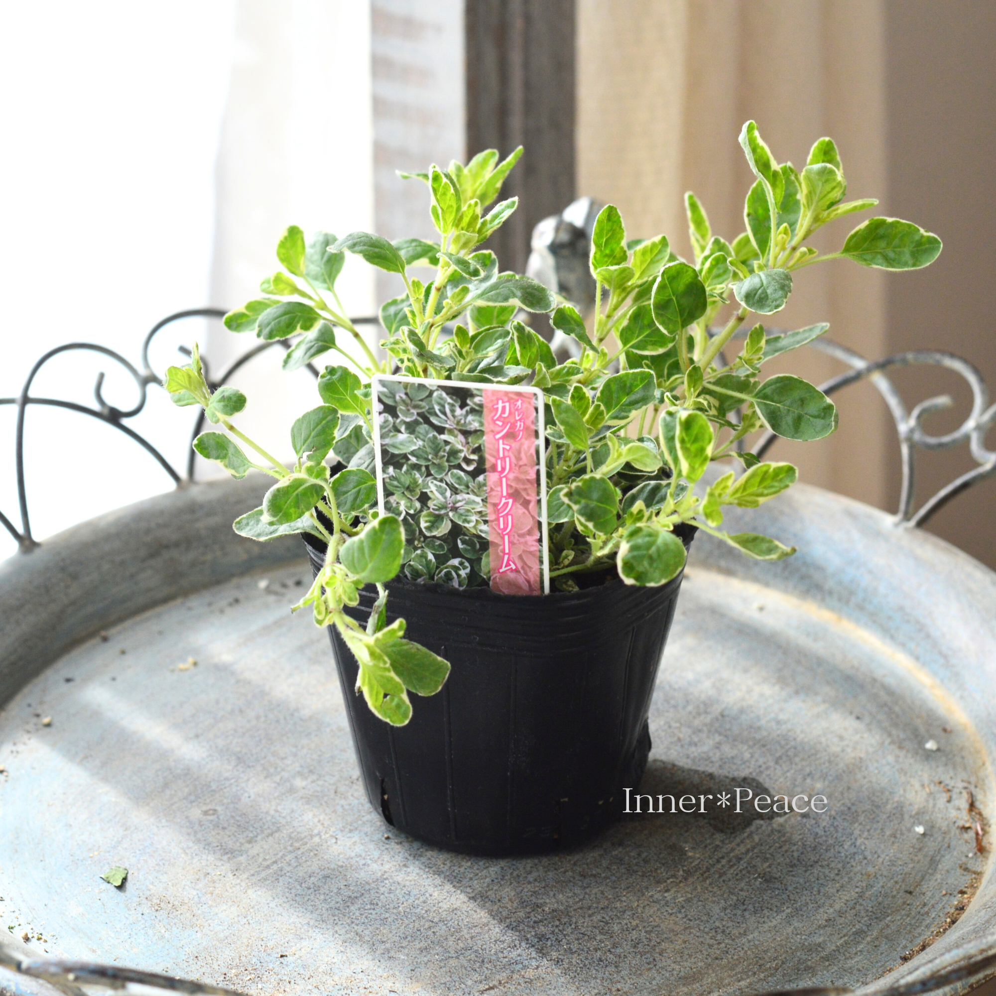 【斑入り】 オレガノ 『カントリークリーム』 3寸POT