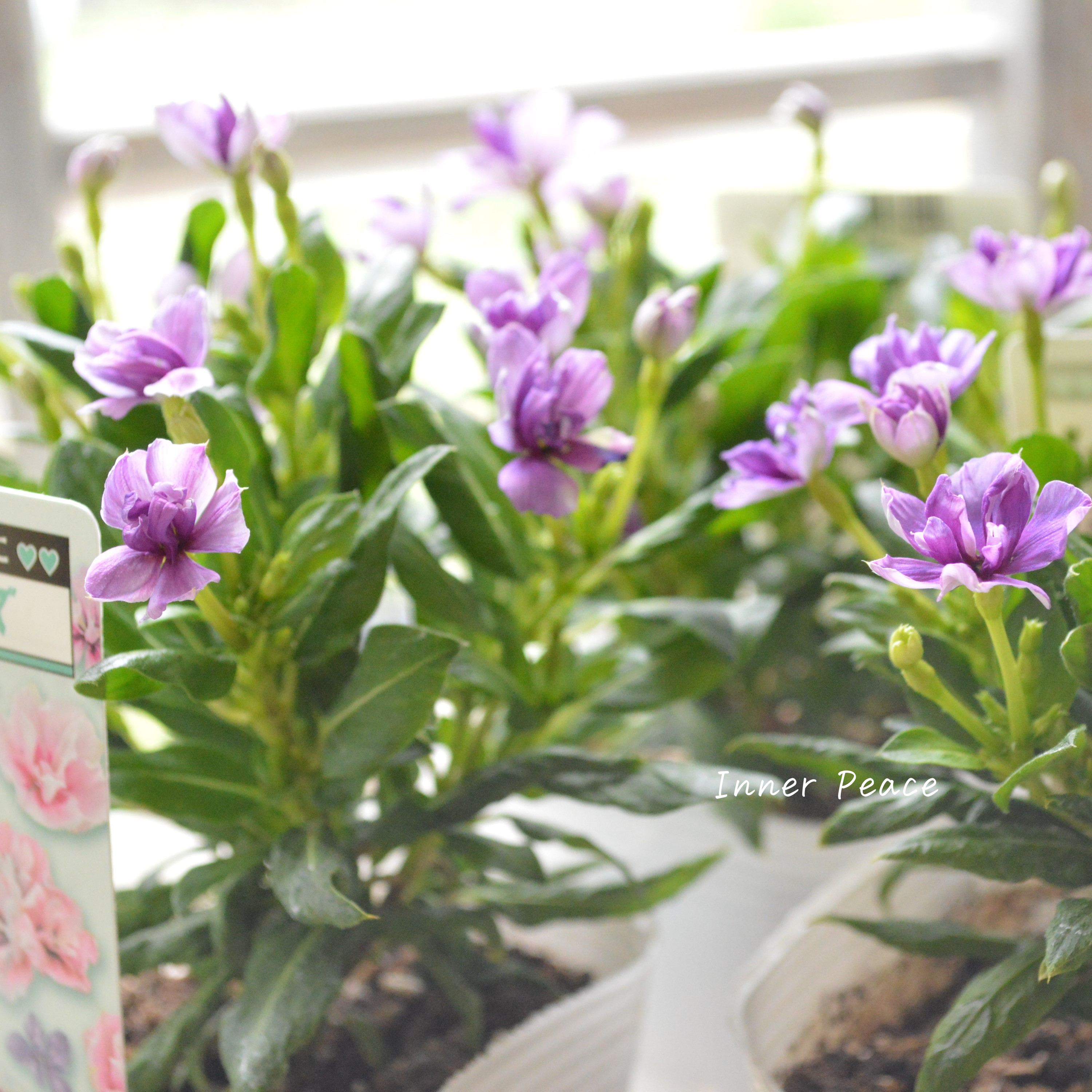 【北島園芸さん】 ニチニチソウ(八重咲き) 『ミラシリーズ・アクア』 3.5寸POT