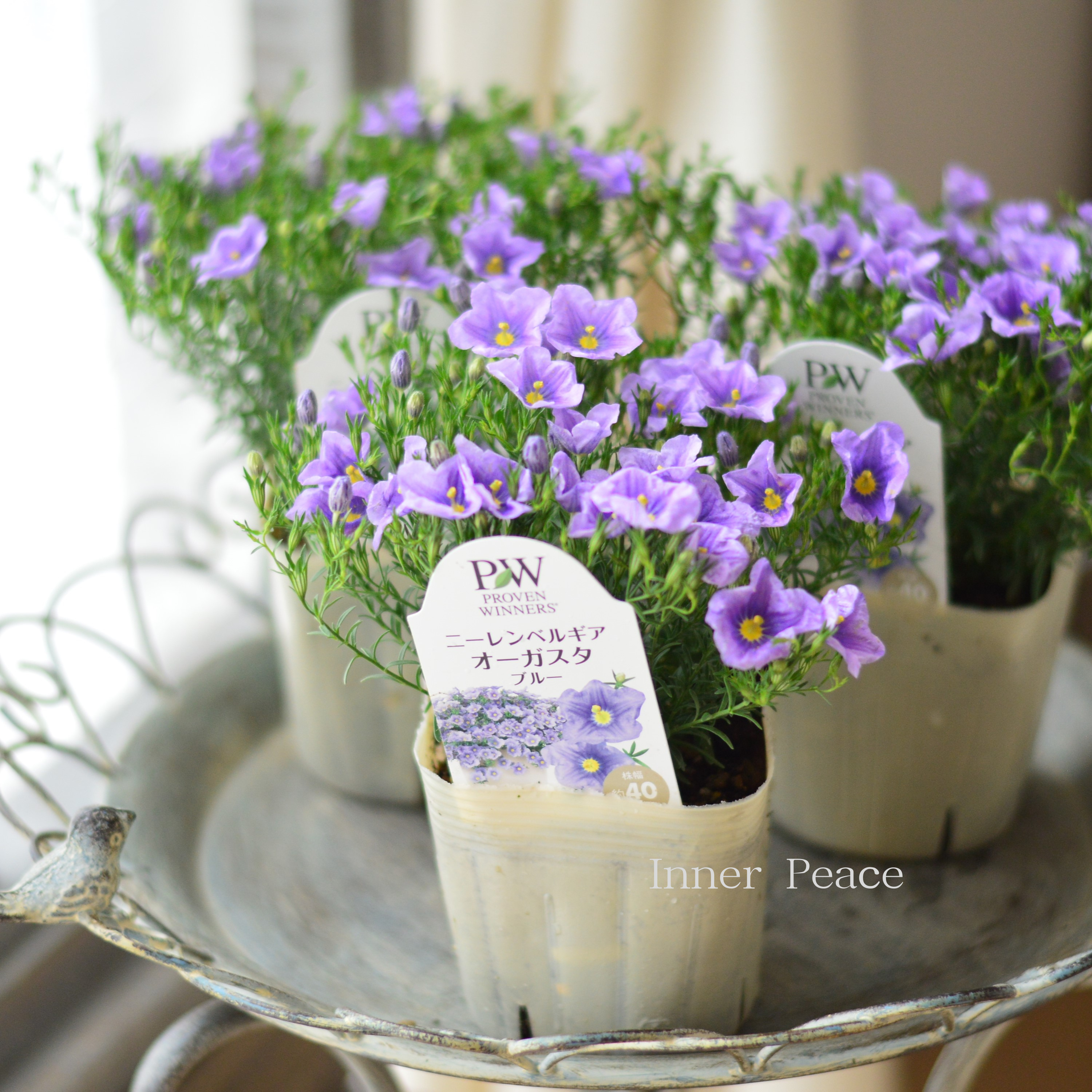 【PW】 ニーレンベルギア 『オーガスタ・ブルー』 3寸POT