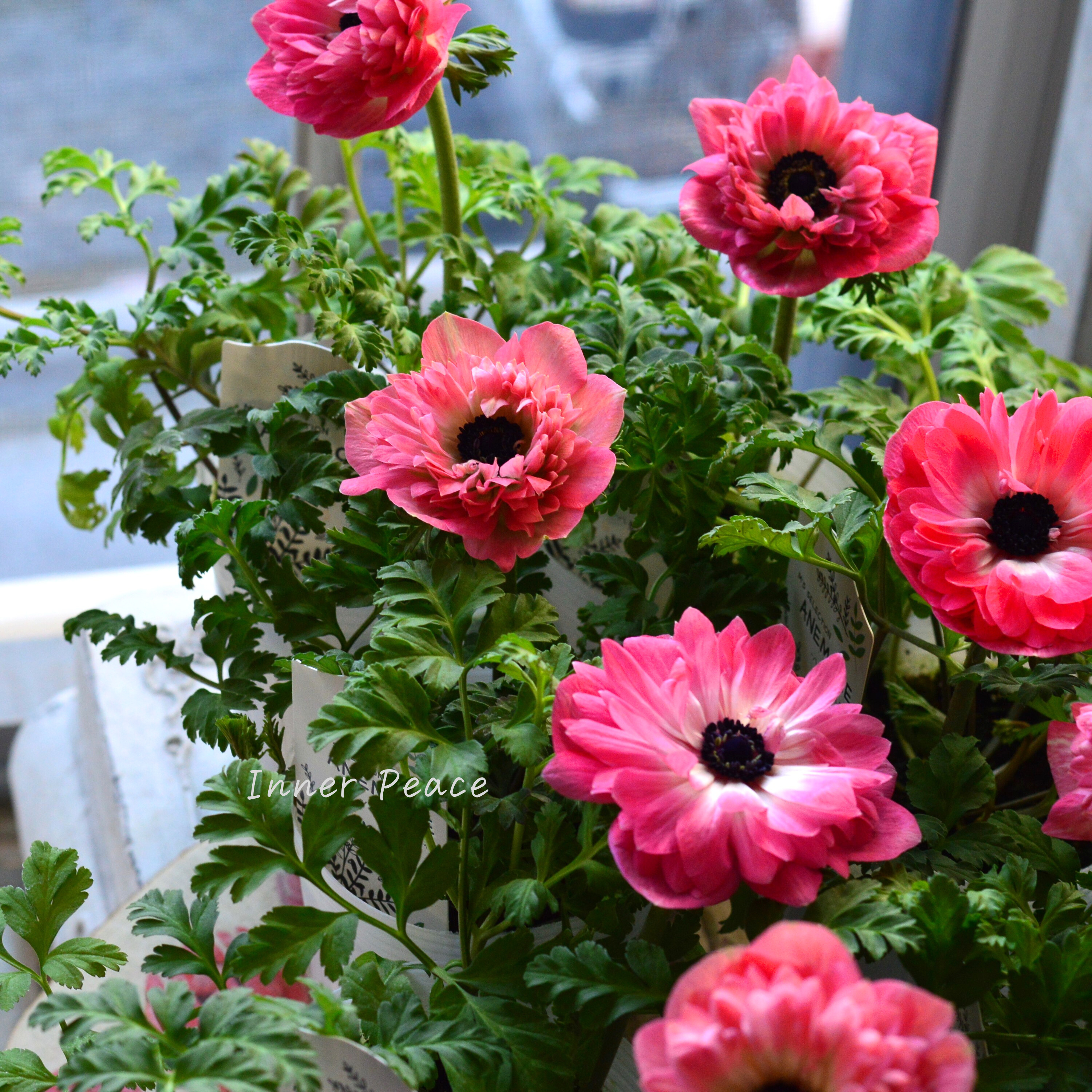 【八重咲き】 アネモネ 『ポルト・ダブル ピンク』 3~3.5寸POT