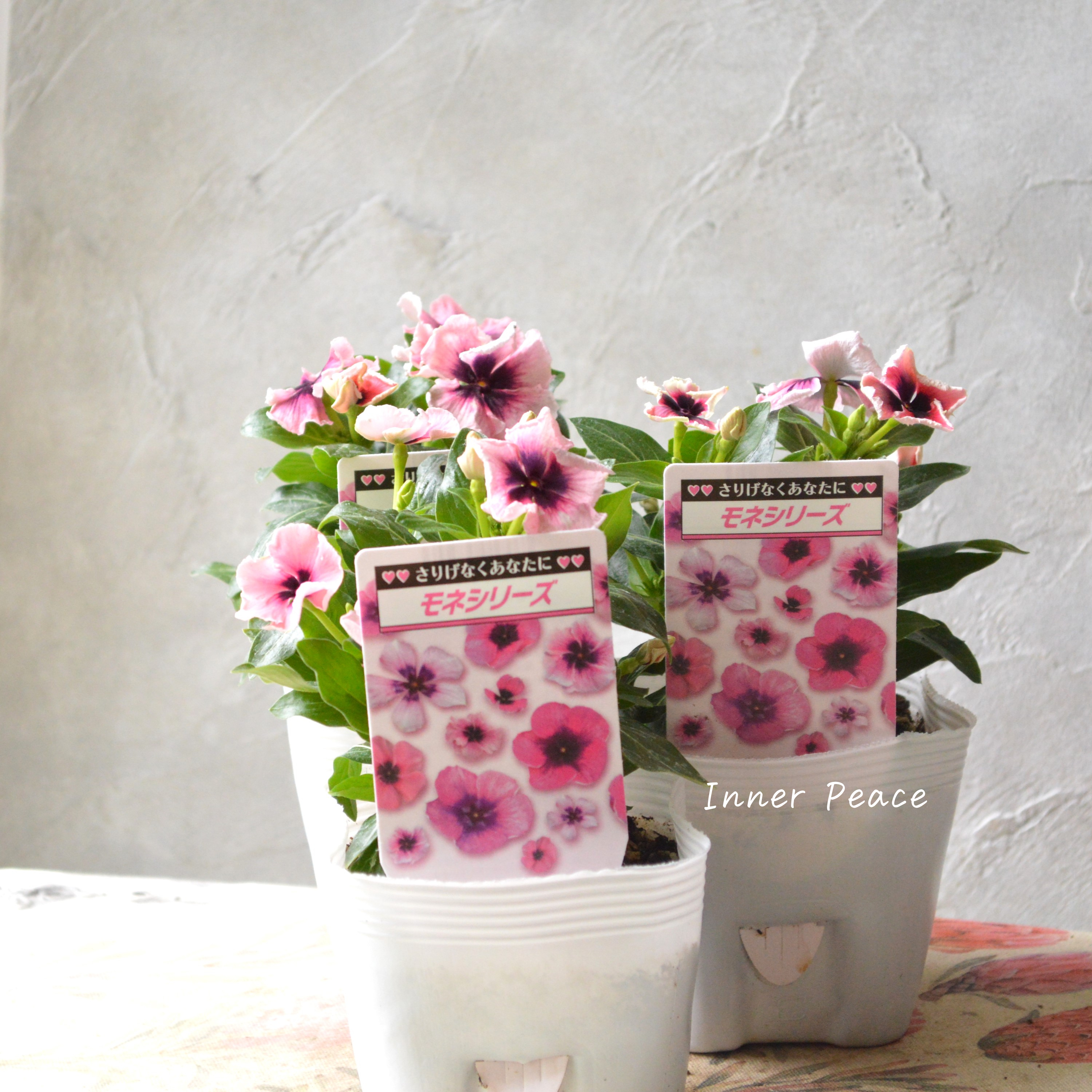 【北島園芸さん】 ニチニチソウ 『モネフリル』 3.5寸POT