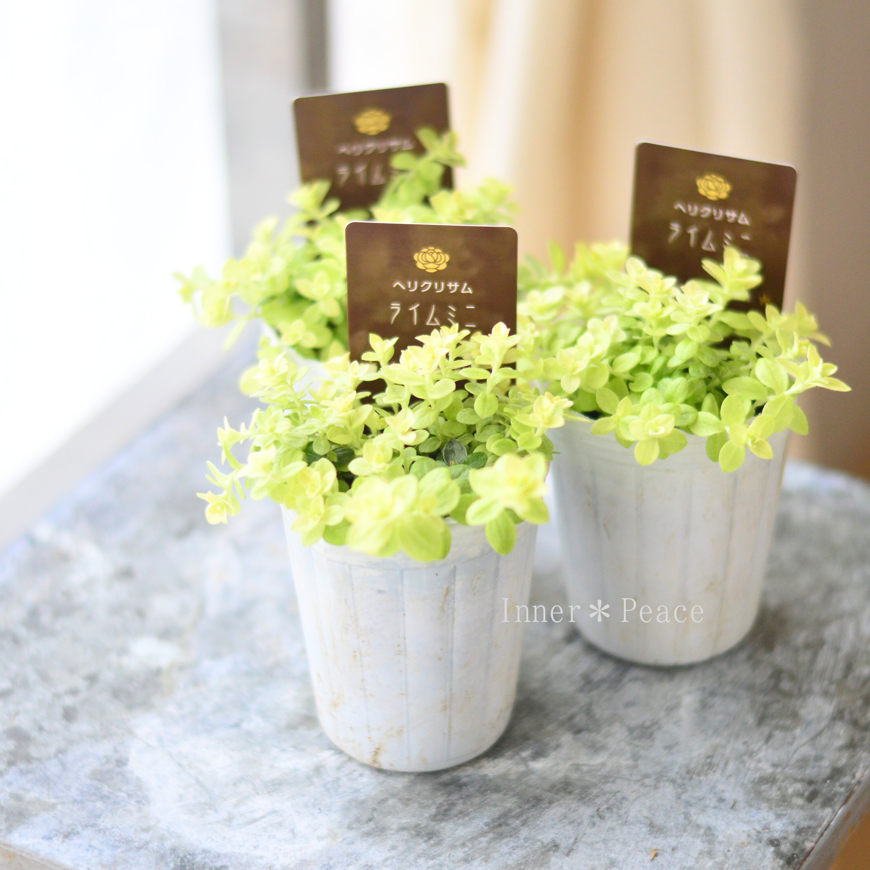 【爽やか】 ヘリクリサム 『ライムミニ』 2.5寸~3寸POT