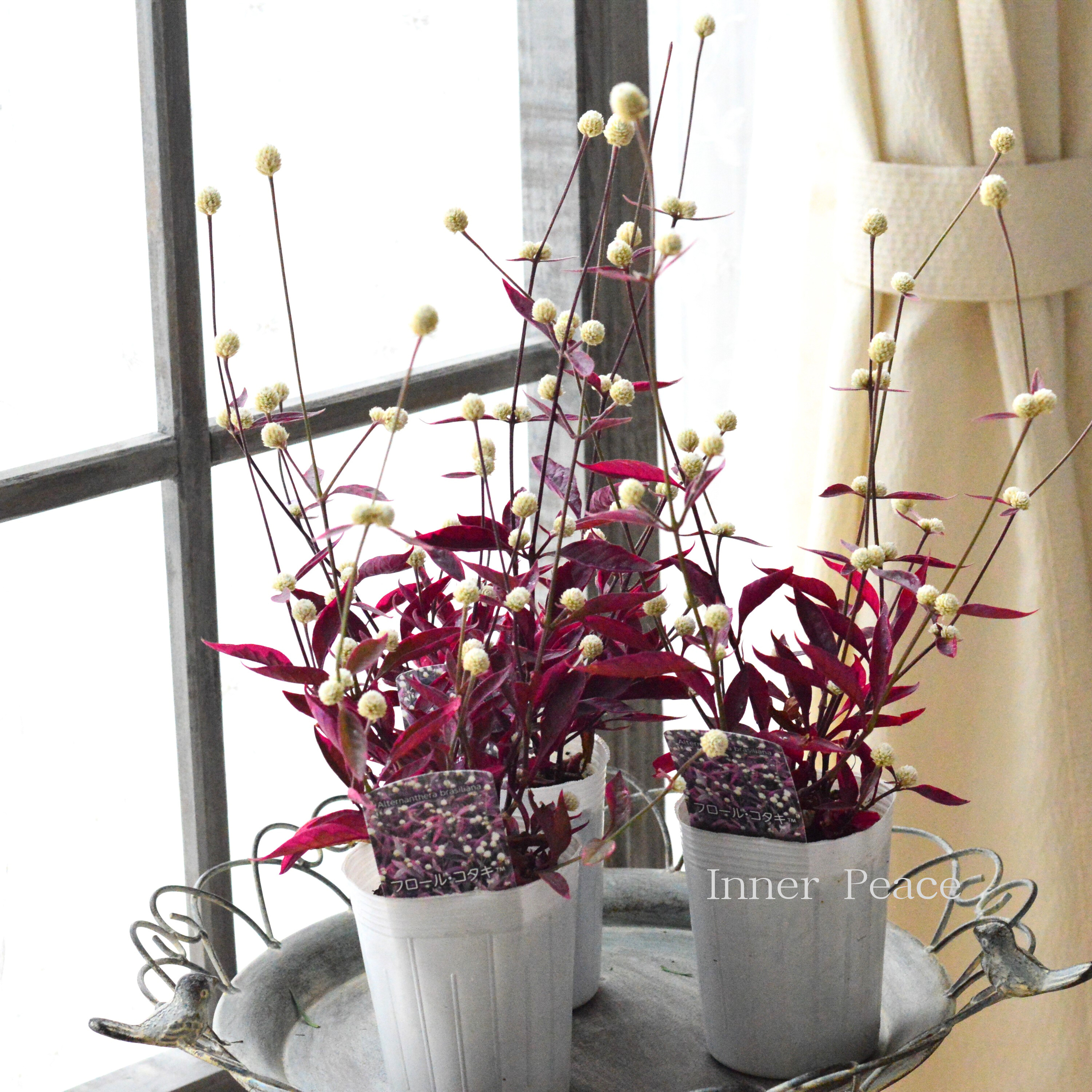 【寄せ植えに】 アルテルナンテラ 『フロール・コタキ』 3寸POT