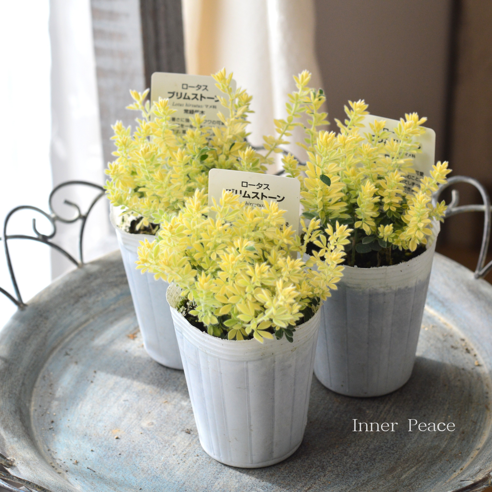 【暑さ寒さに強い】 ロータスブリムストーン 2.5寸POT