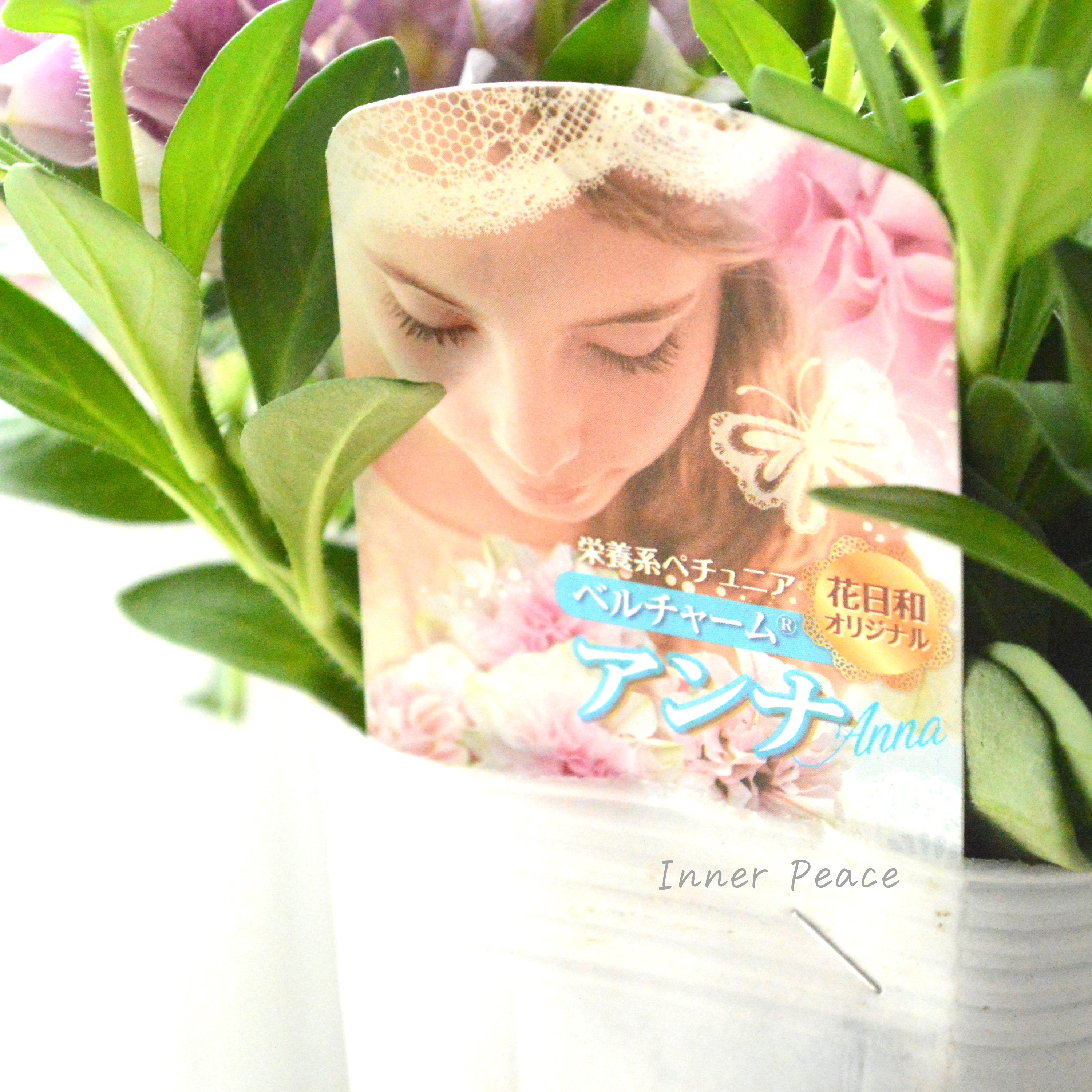 【花日和さんオリジナル】 栄養系ペチュニア 『ベルチャーム・アンナ』 3寸ロング~3.5寸POT