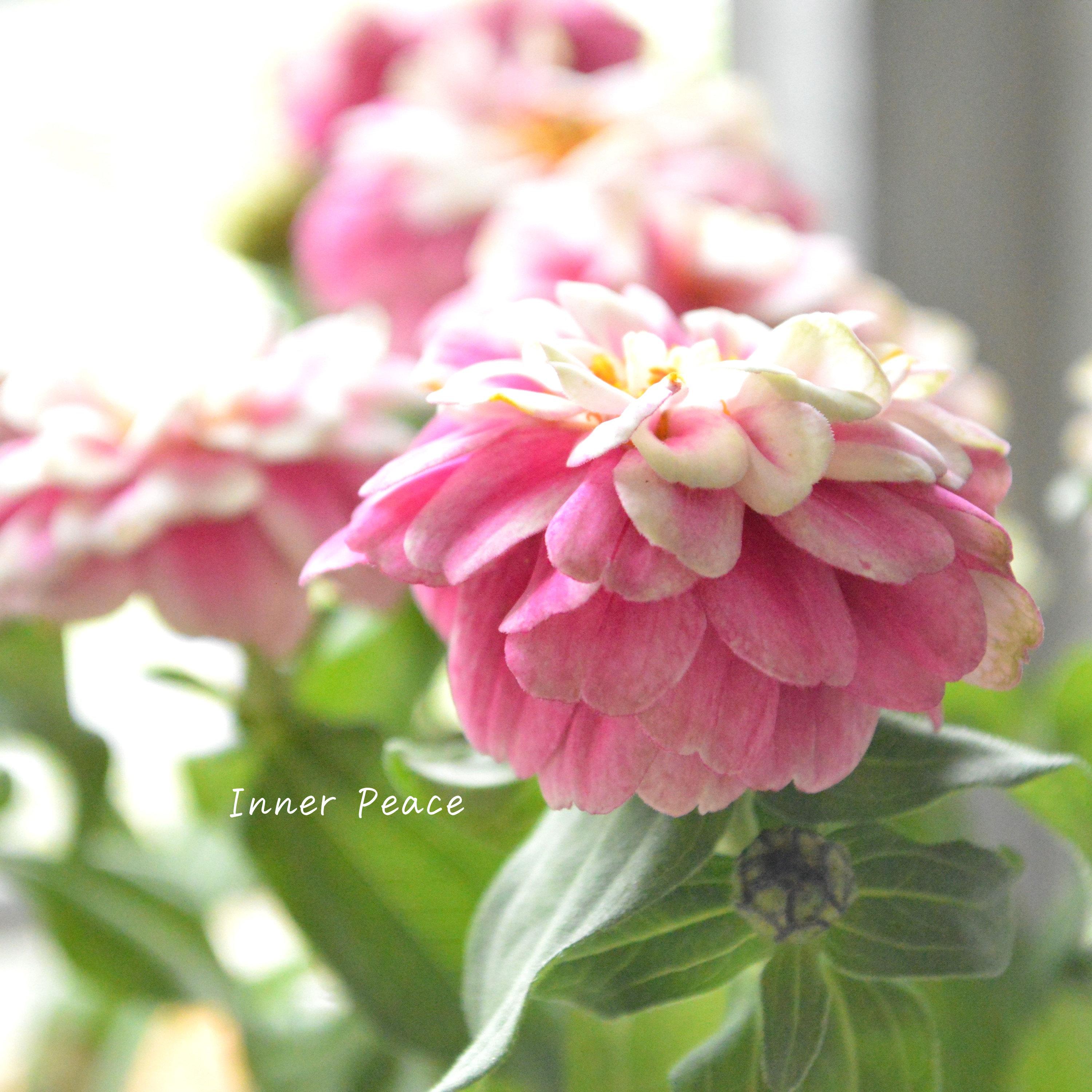 【八重咲き】 ジニア 『ダブルザハラ・ラズベリーリップル』 3寸POT