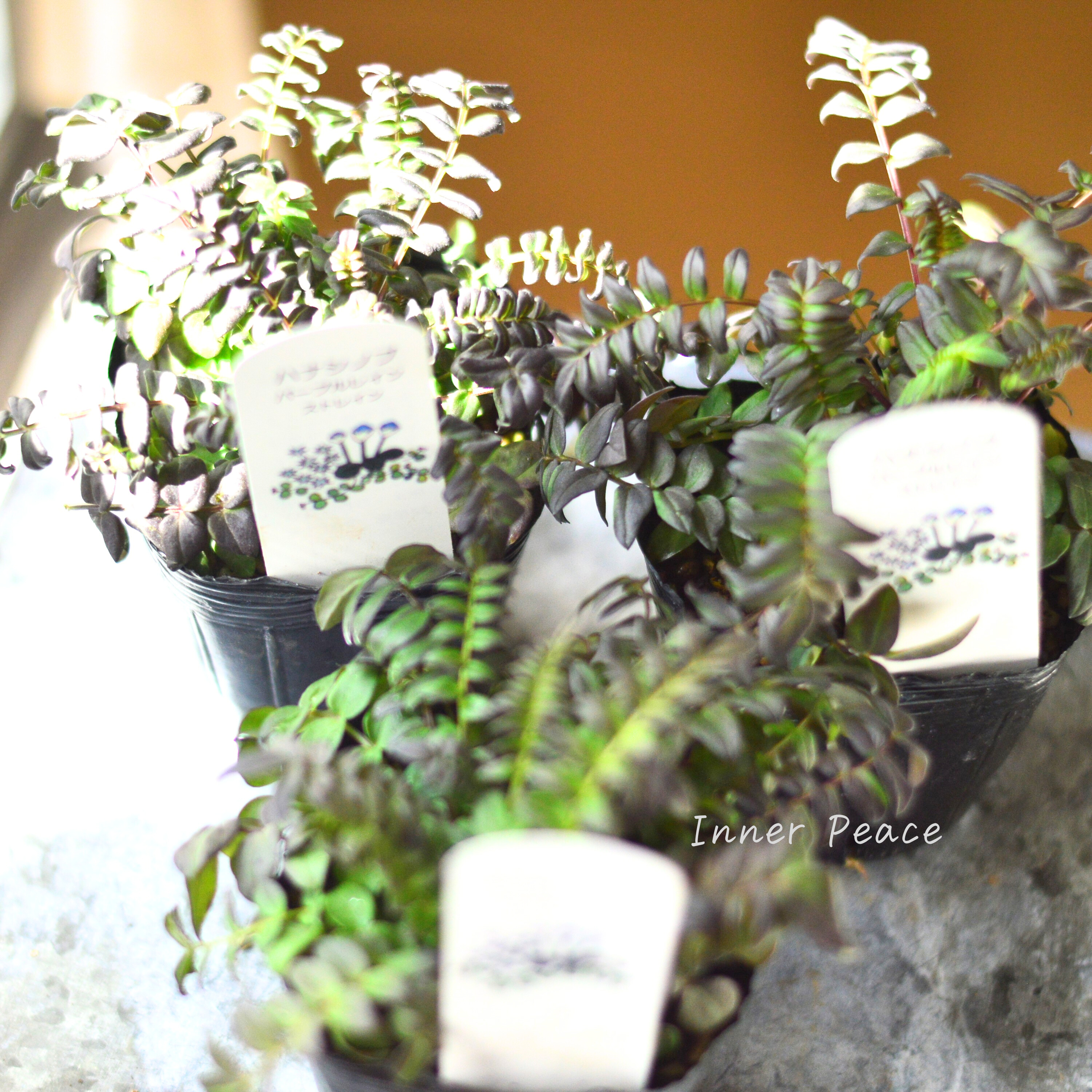 【葉色が美しい】 ハナシノブ(ポレモニウム)『パープルレイン』 3寸POT