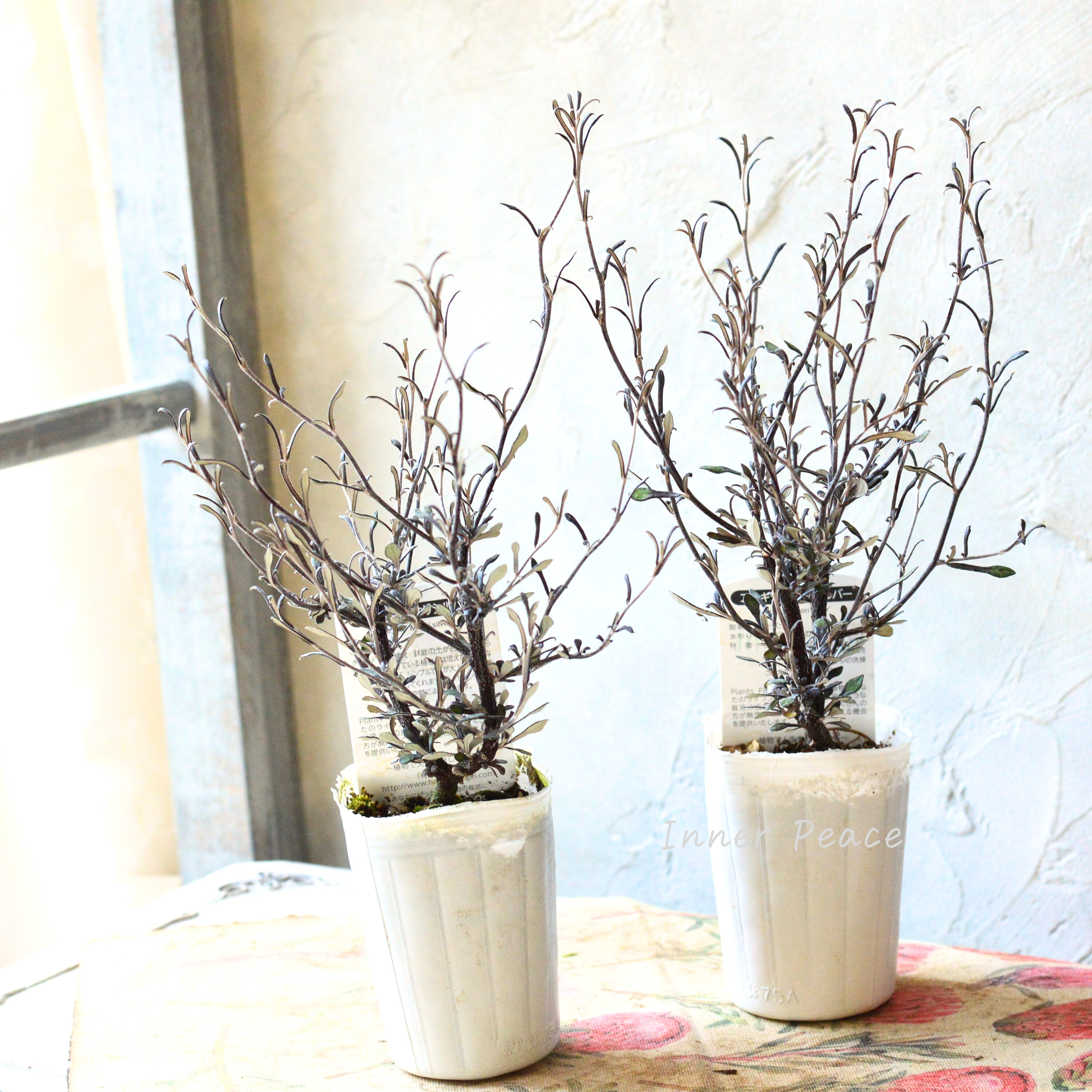 【オシャレ】 コロキア 『マオリシルバー』 3寸POT