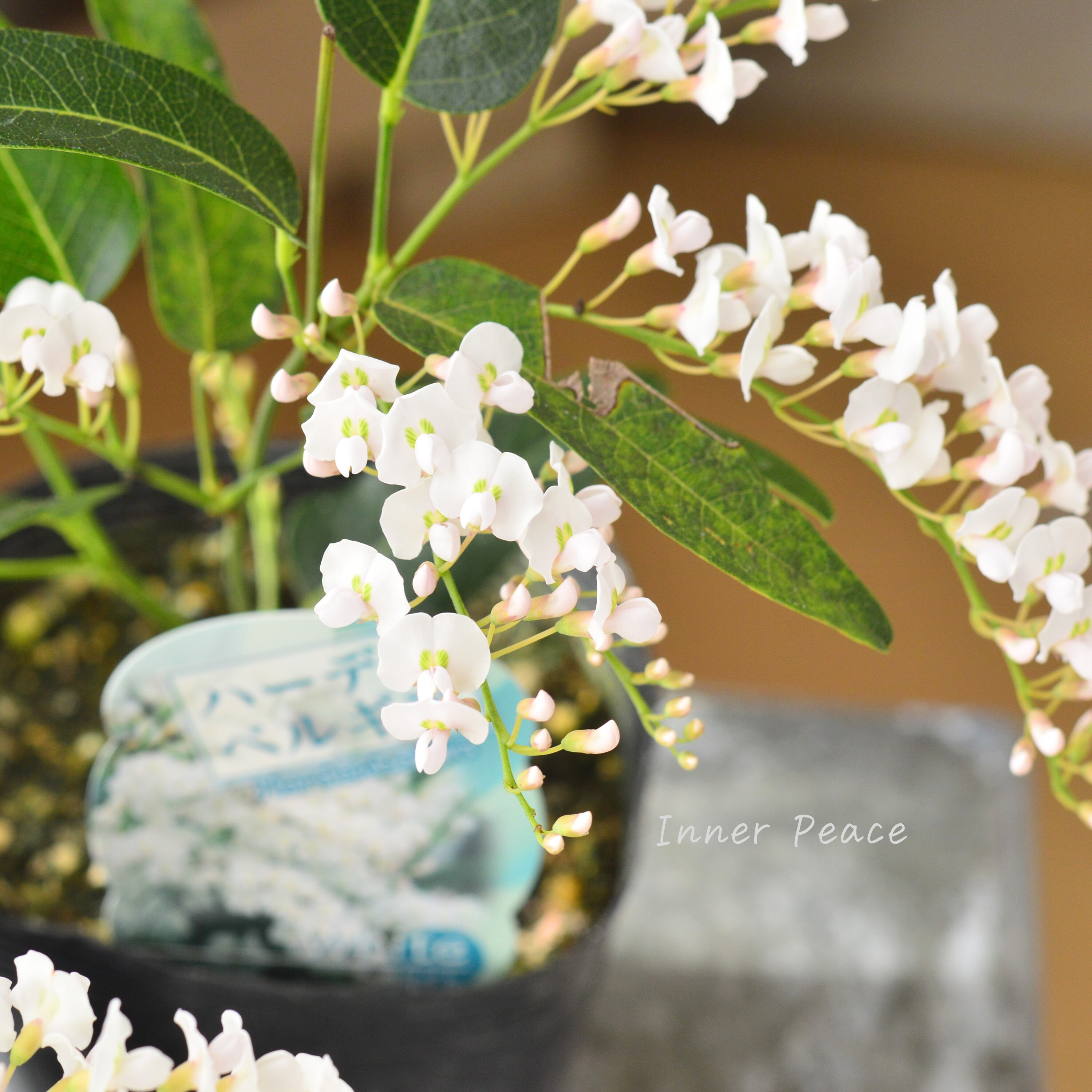 【美しい】 ハーデンベルギア 『ホワイト』 3.5寸POT