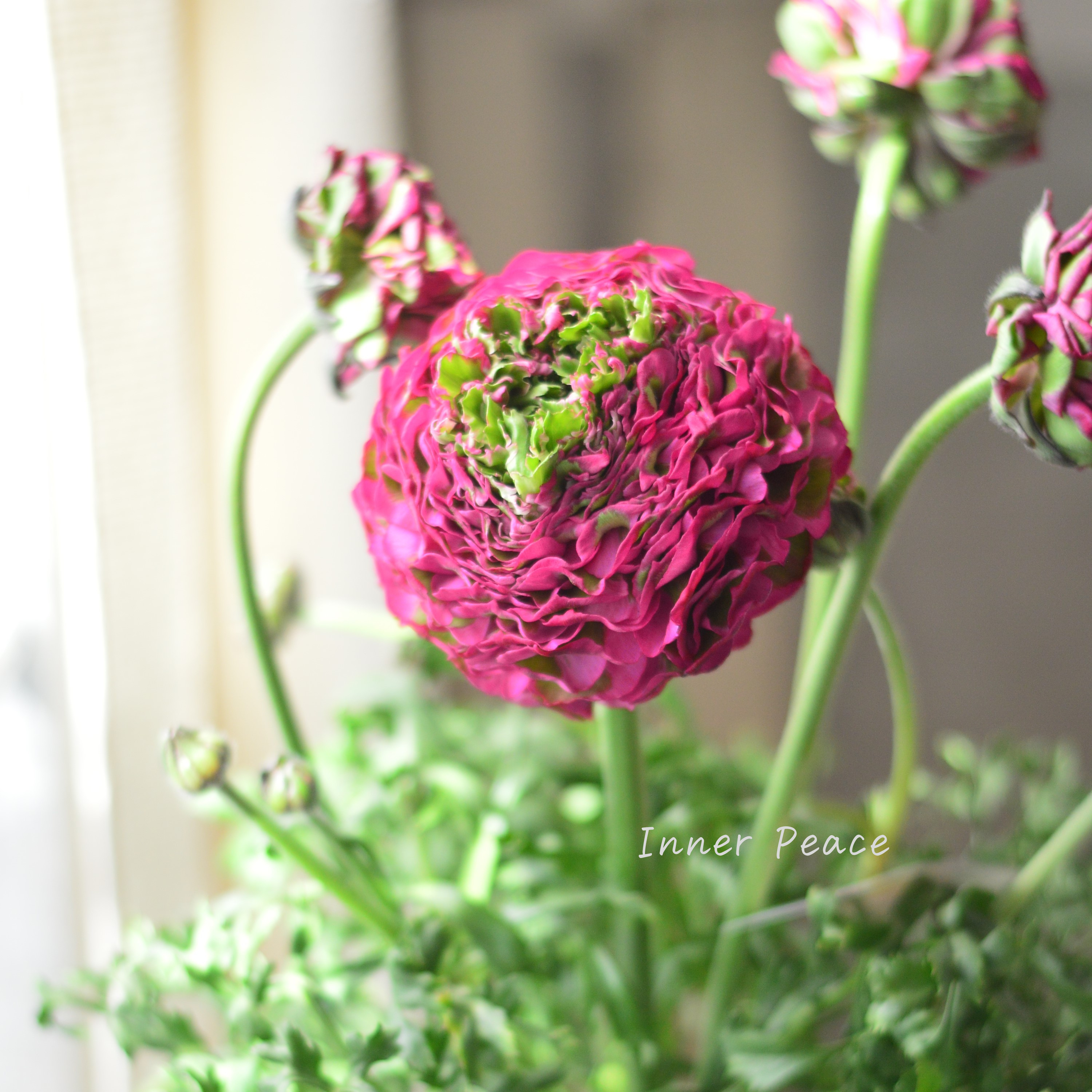 【希少】 ラナンキュラス・ポンポン 『アラジン』 5号鉢