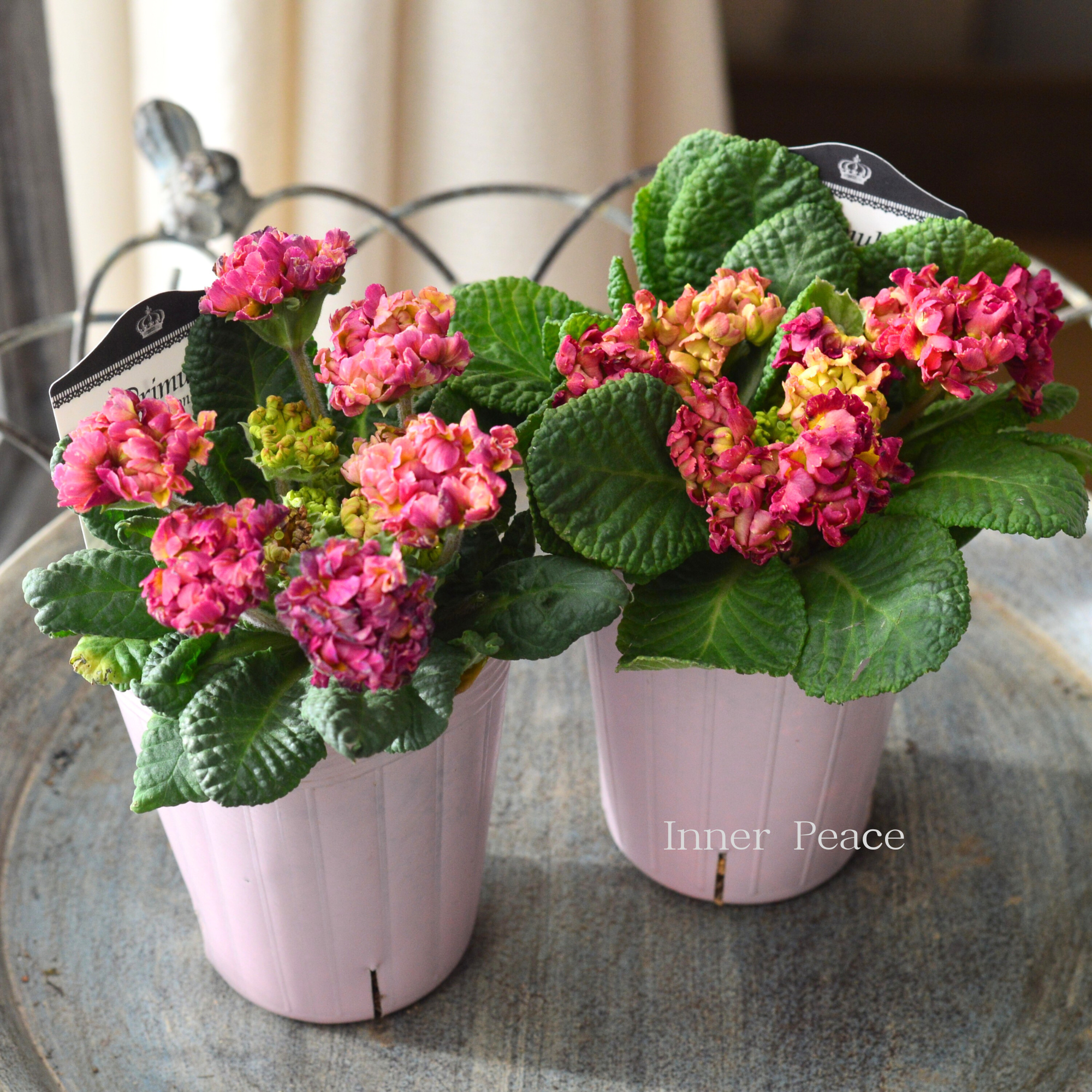 【k-plantsさん】 フリンジ咲き プリムラ 『クラシカルラパン・A』 2.5寸ロングPOT