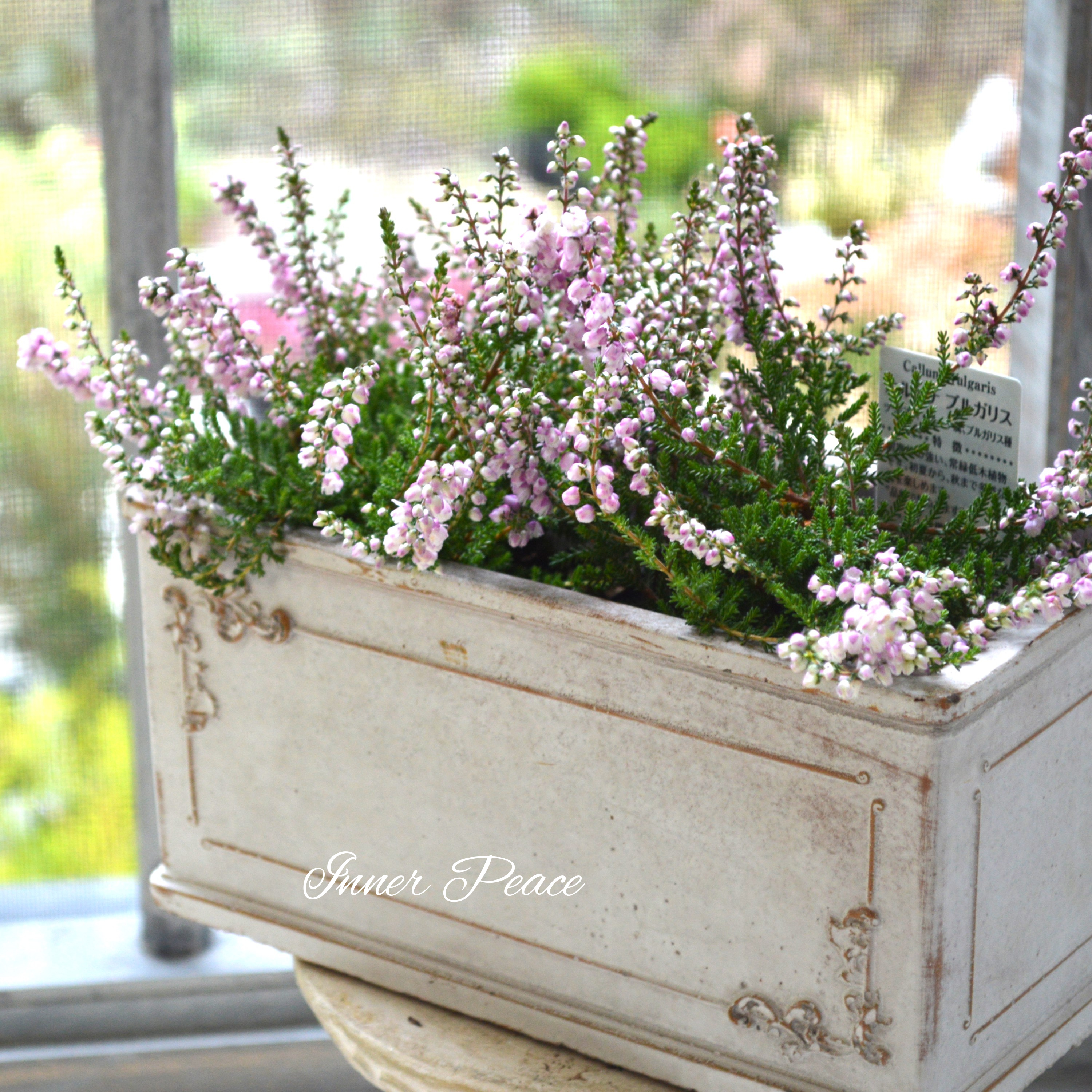 【豪華】 八重咲きカルーナ 薄ピンク 3寸POT