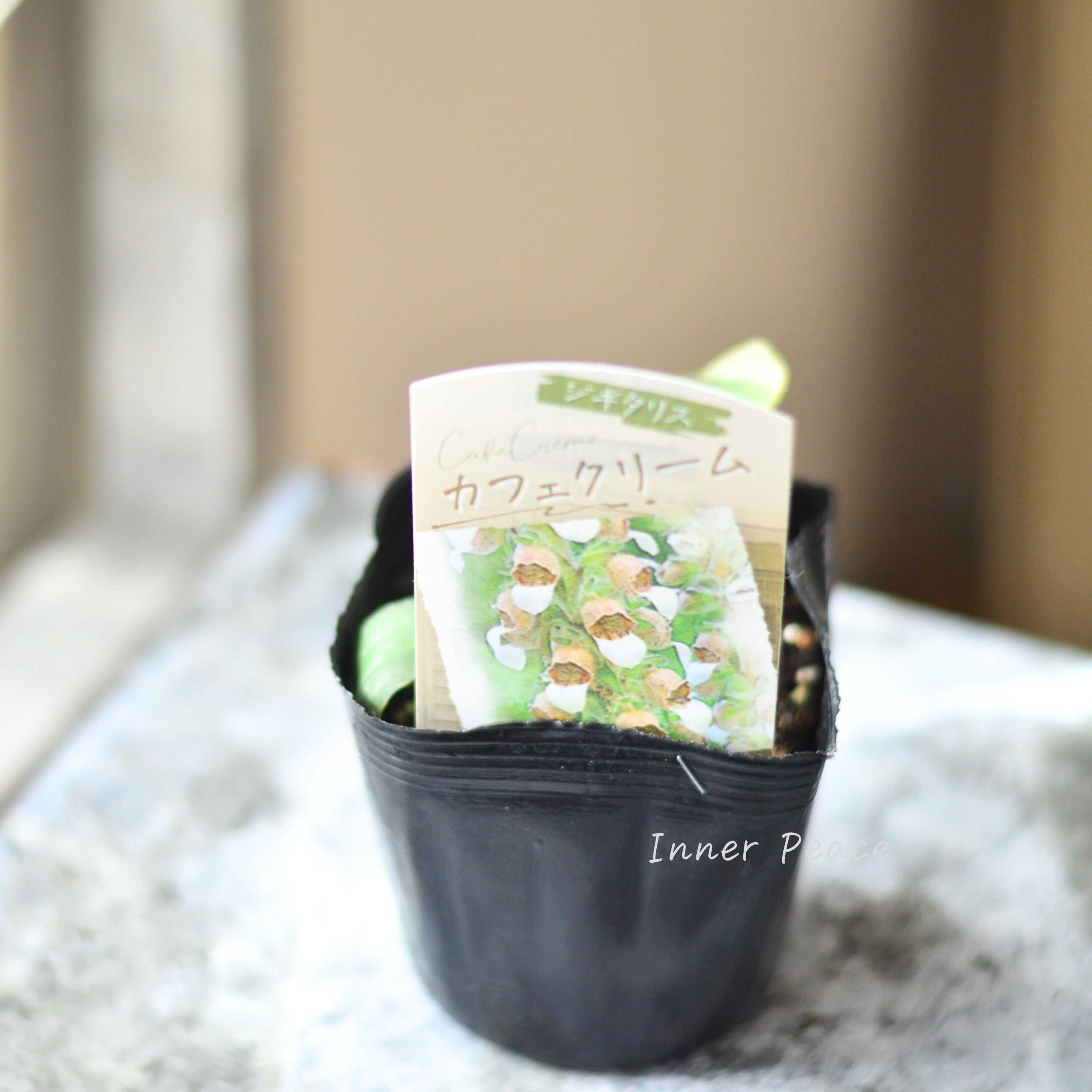 【オシャレ】 ジギタリス 『カフェクリーム』 3.5寸ロングPOT