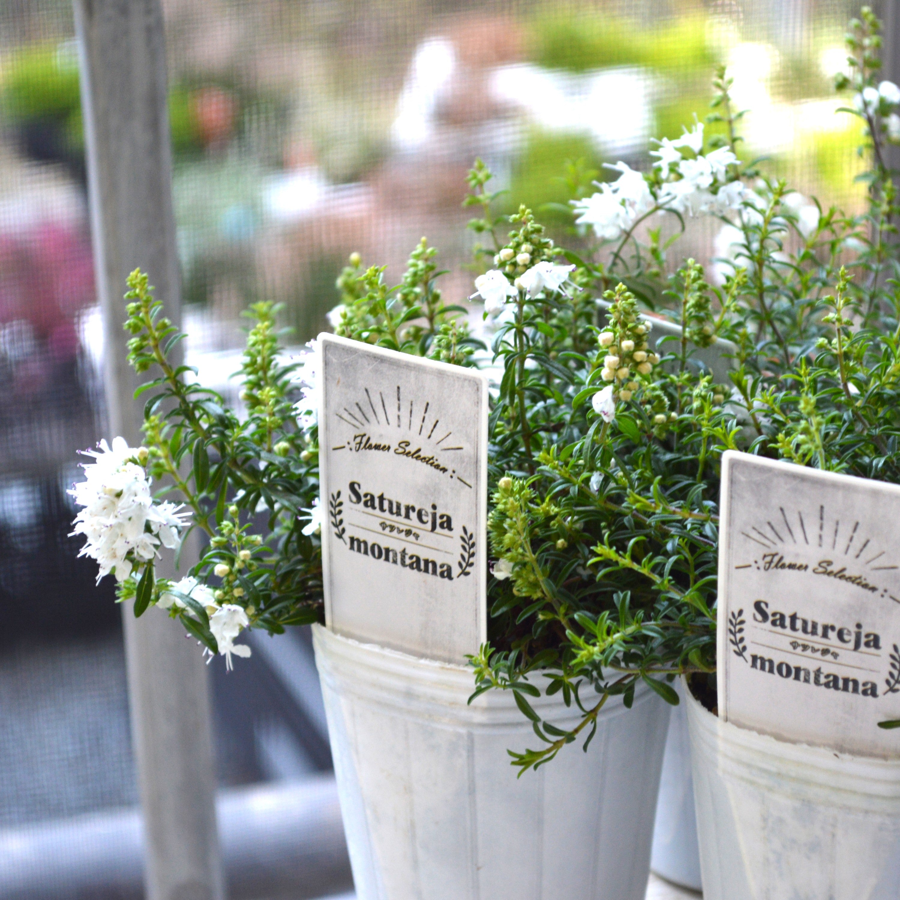 【宿根】 サツレジャ モンタナ 2.5寸POT