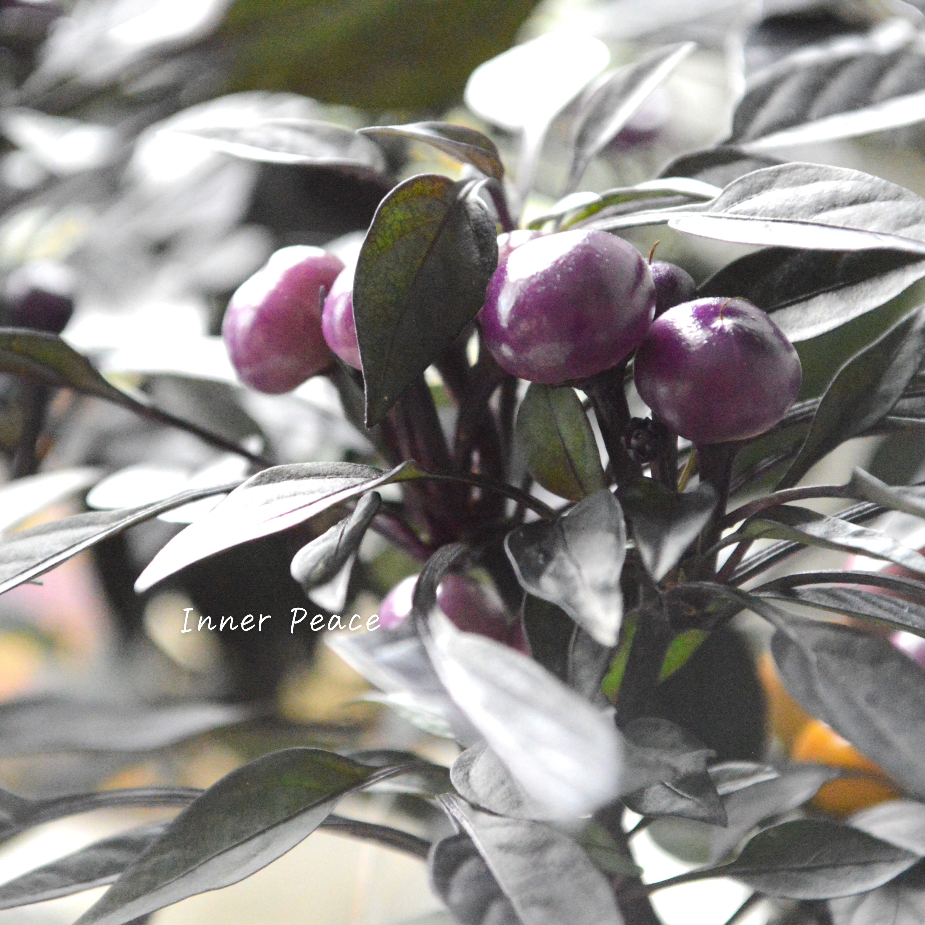 【暑さに強い】 トウガラシ 『オニキスマジックオレンジ』 3寸POT