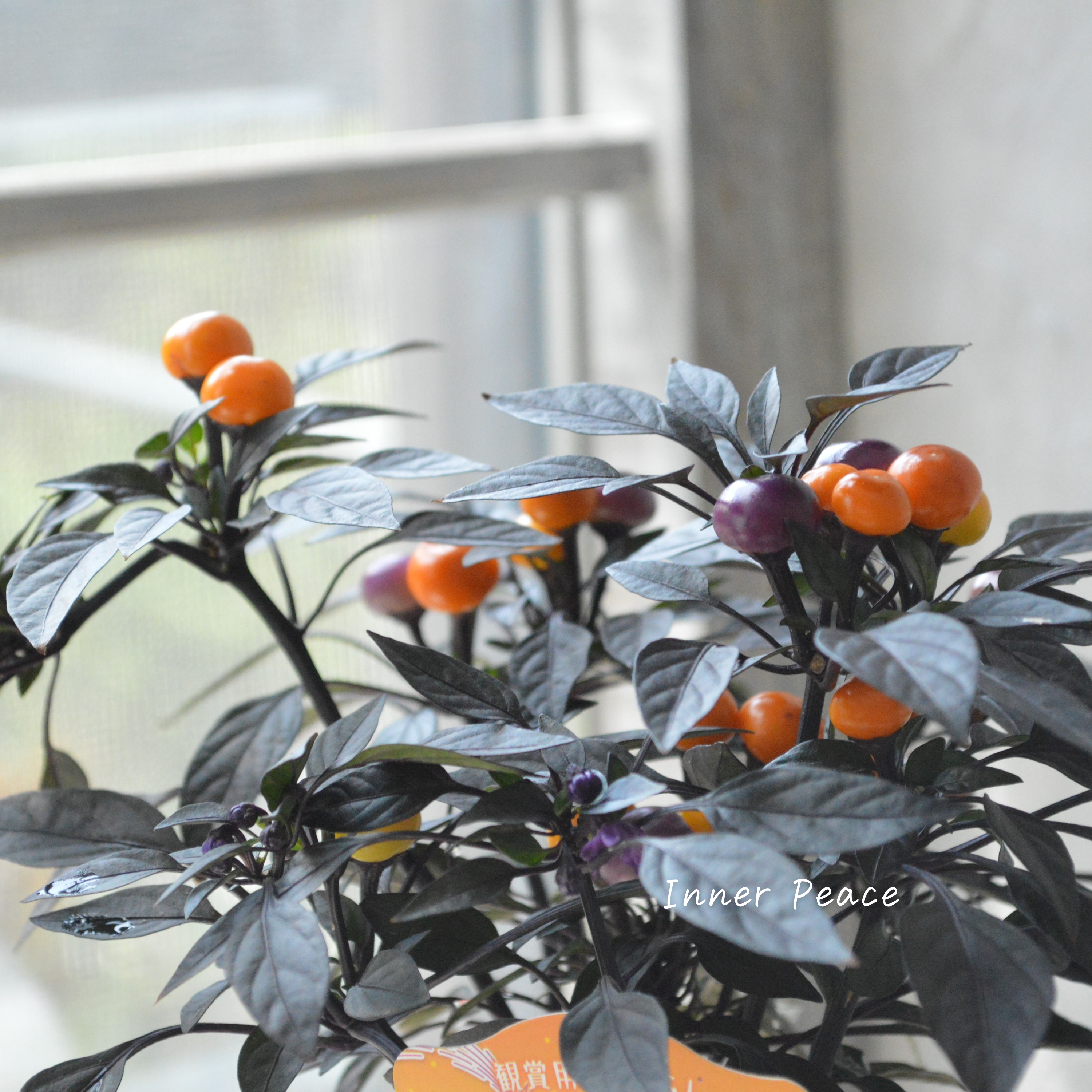 【暑さに強い】 トウガラシ 『オニキスマジックオレンジ』 3寸POT