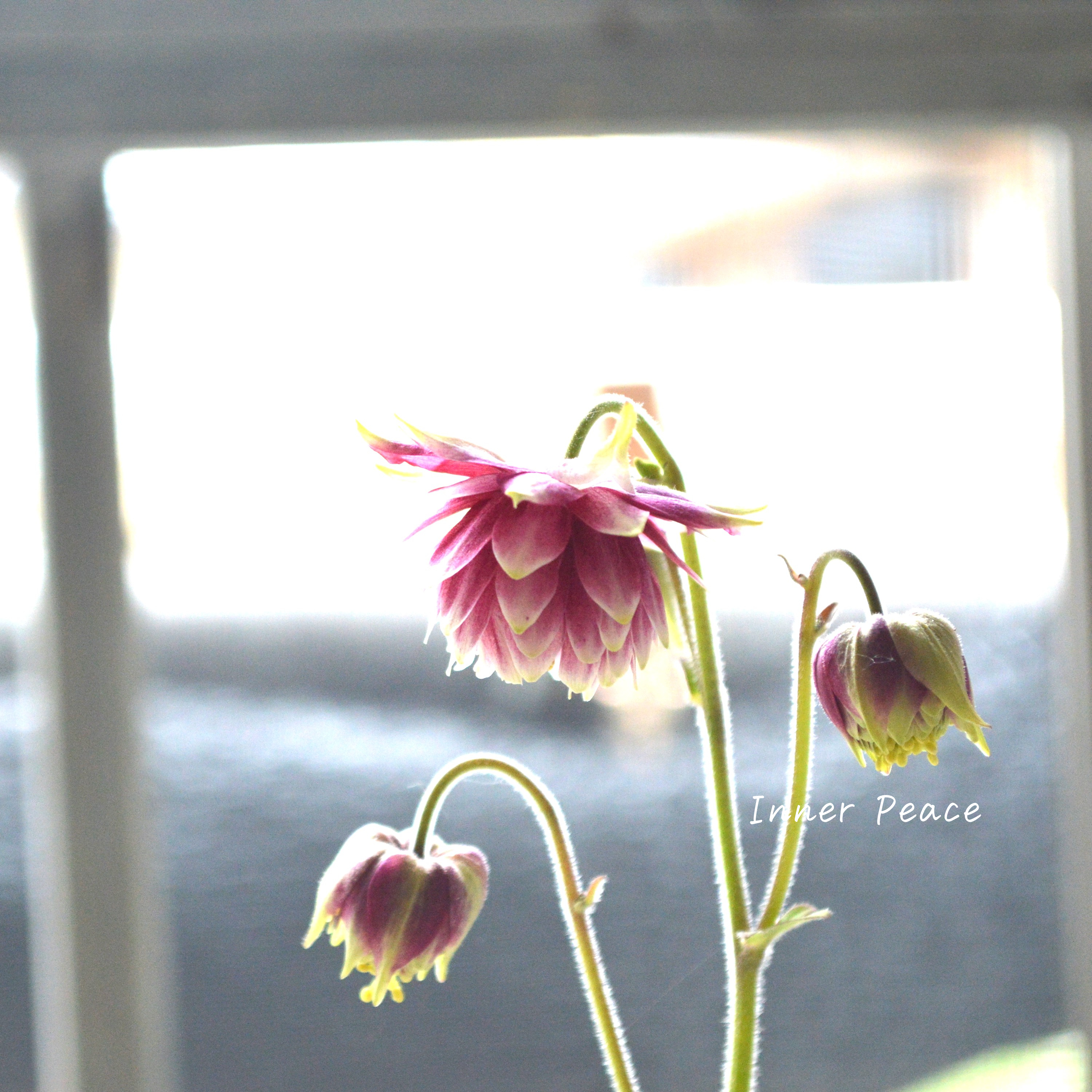 【八重咲き】 西洋オダマキ 『ノラバロー』 3.5寸POT