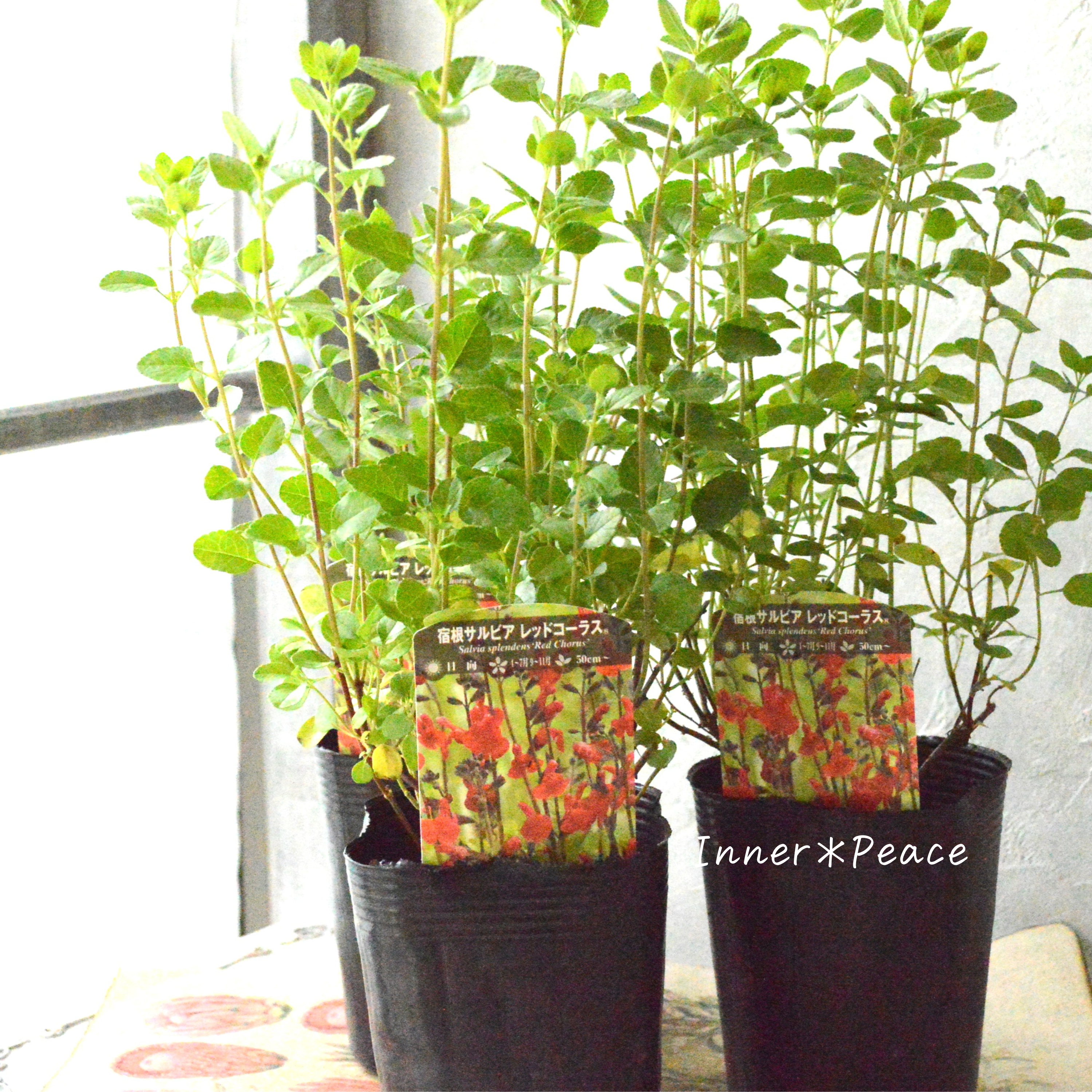 【宿根】 サルビア 『レッドコーラス』 3寸ロングPOT